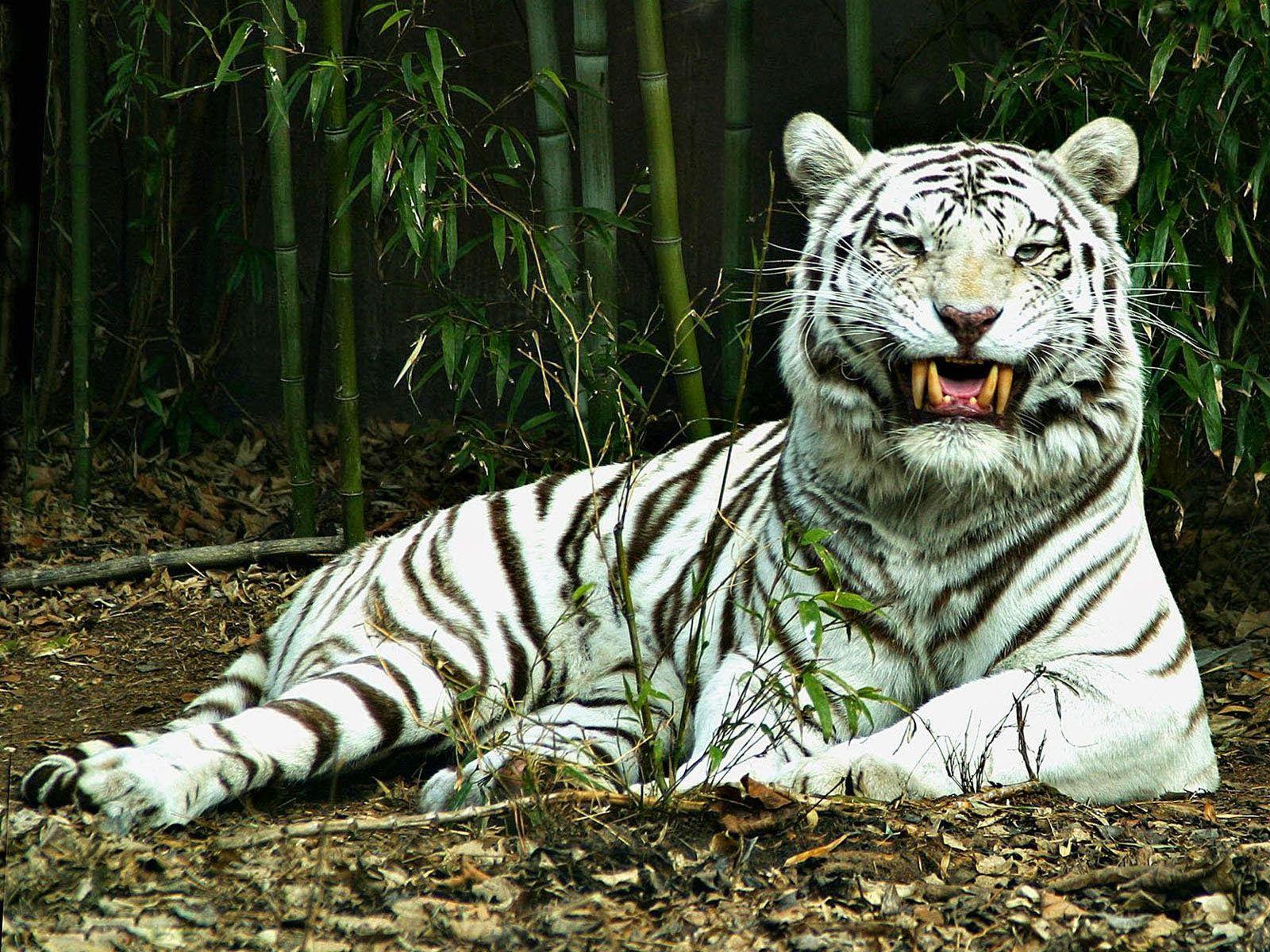 1600x1200 Free download Tag White Tiger Desktop Wallpaper Background