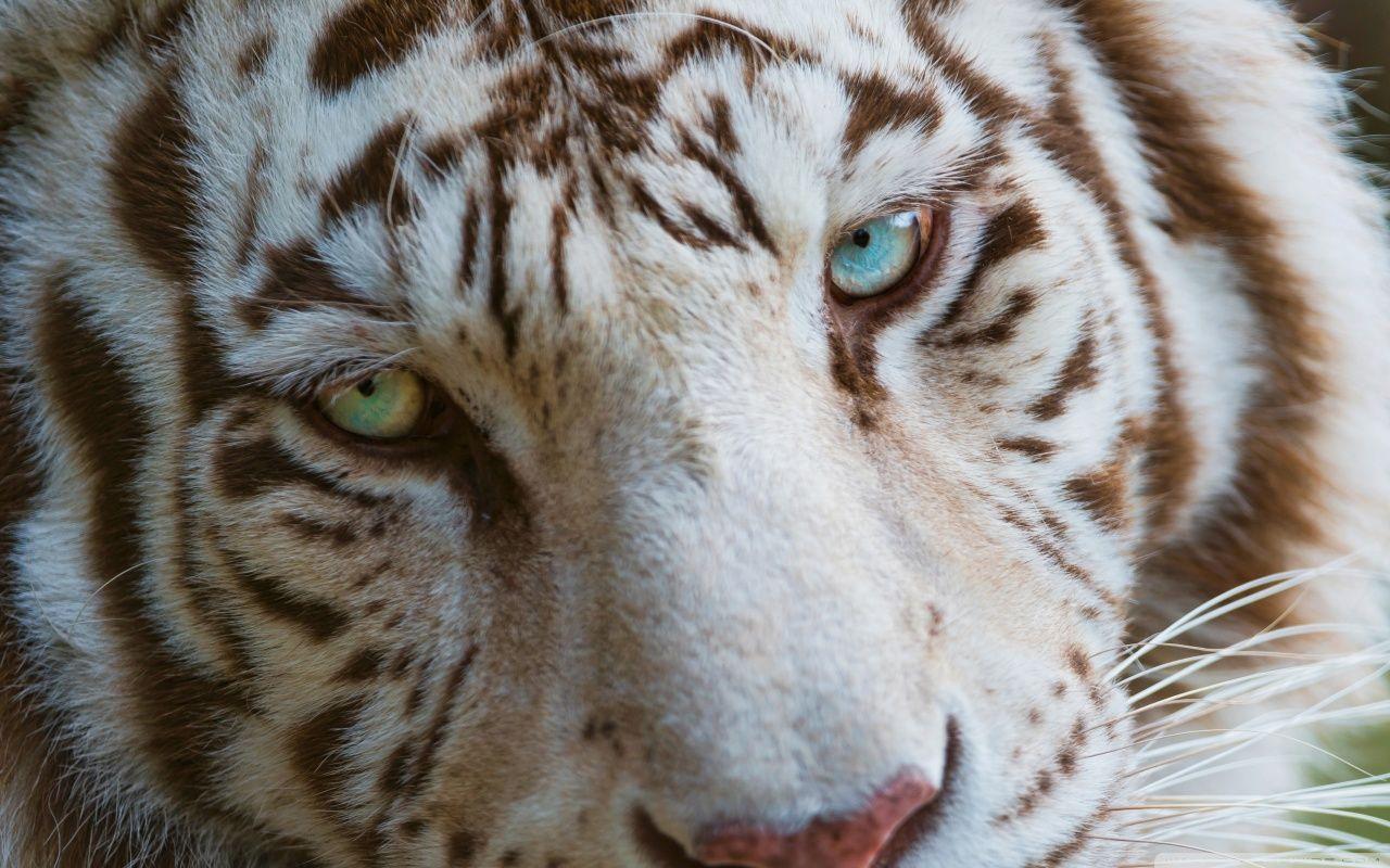 1280x800 White Tiger Eyes Ultra HD Desktop Background Wallpaper for 4K UHD