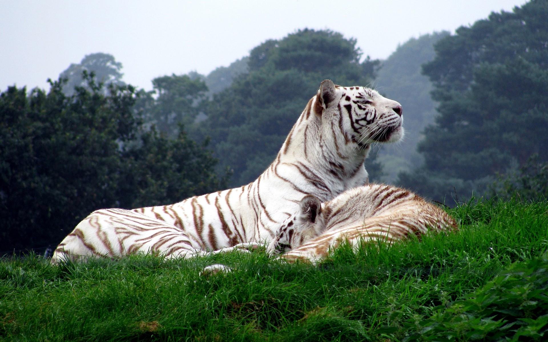1920x1200 Tiger, White Tigers, Animals, Nature, Big Cats Wallpaper