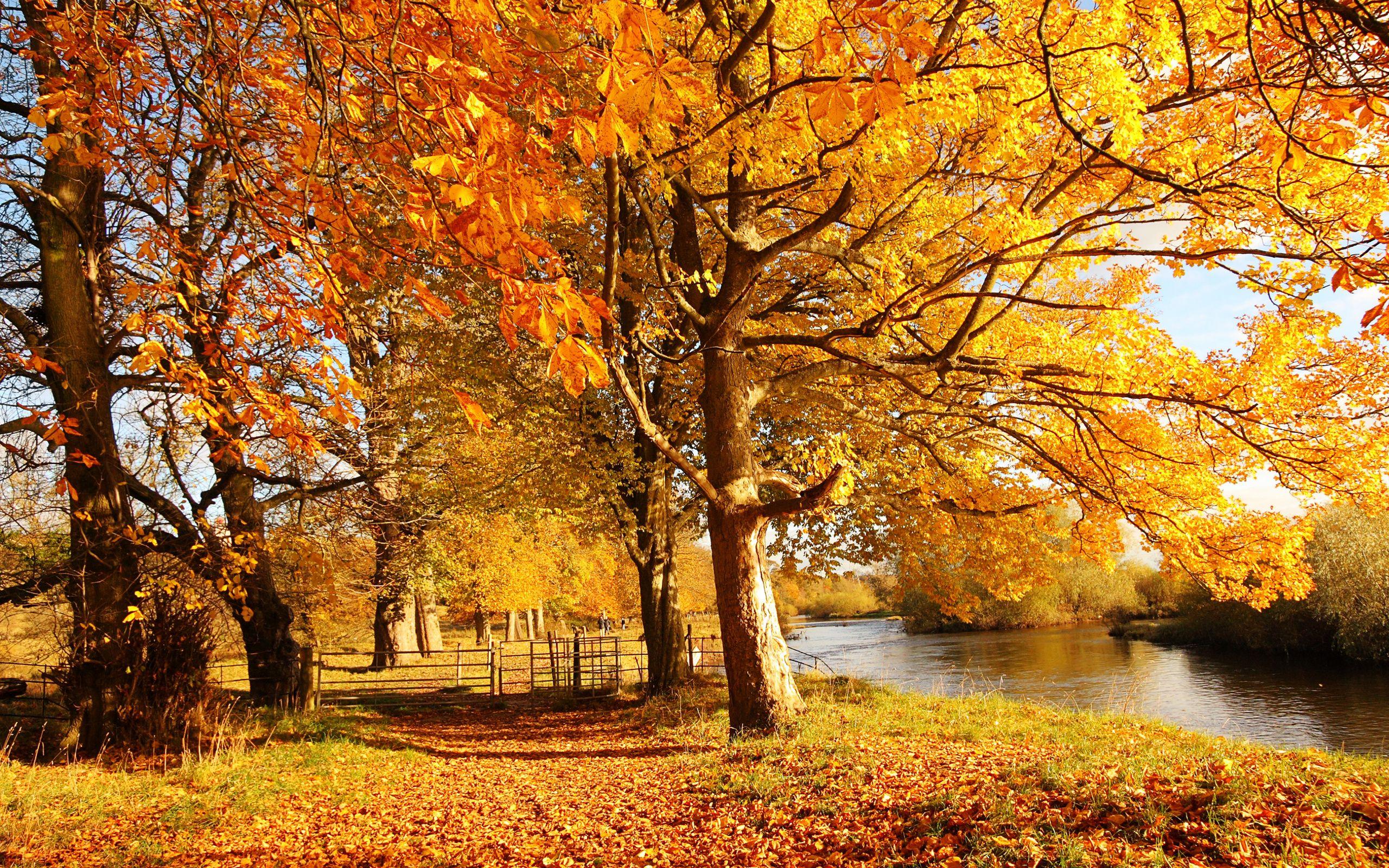 2560x1600 Scotland Autumn Background. Autumn Wallpaper, Best Autumn Wallpaper and Lonely Autumn HD Wallpaper