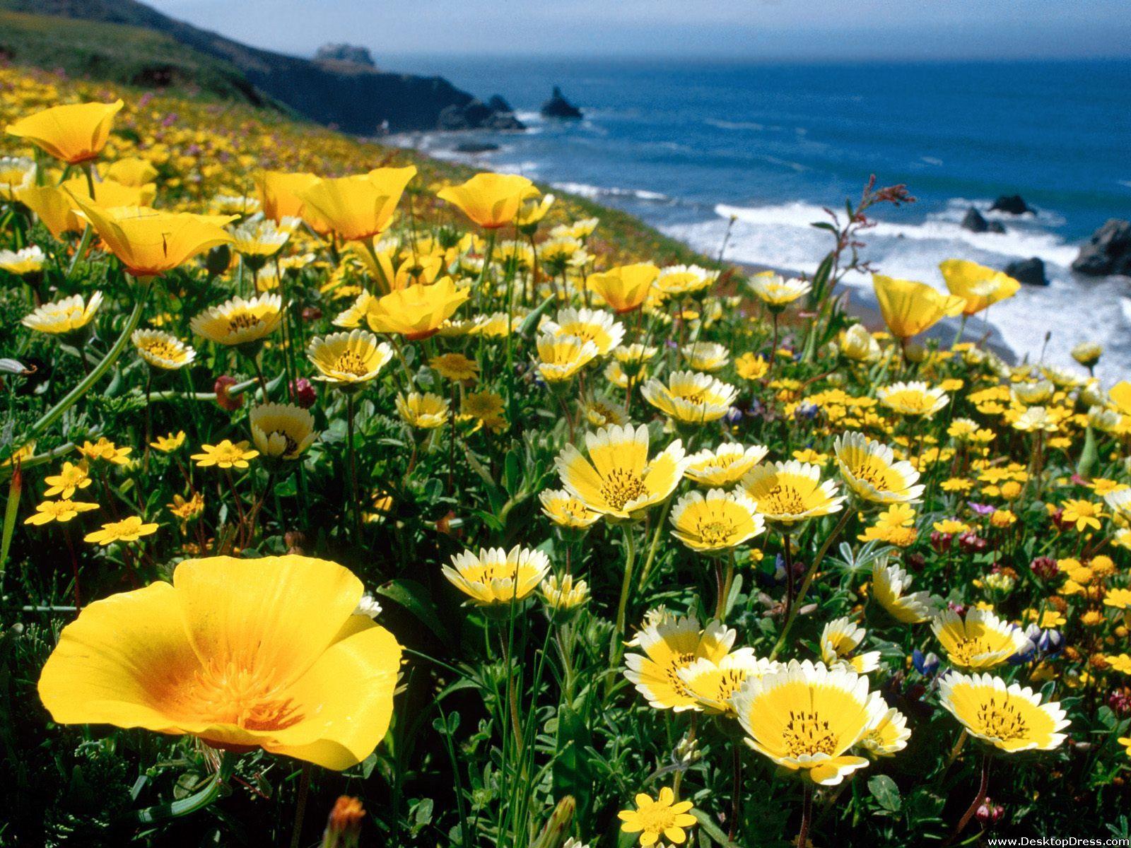 1600x1200 Desktop Wallpaper Flowers Background Yellow Poppies