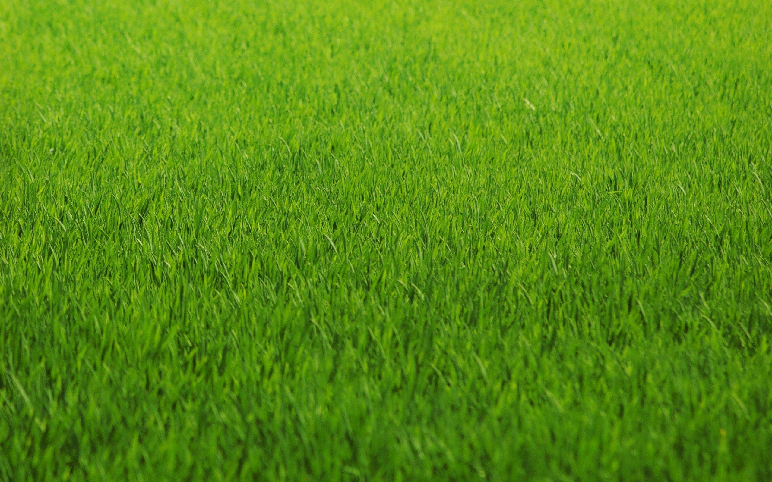 2560x1600 Màu xanh lá cây tự nhiên cánh đồng cỏ Bãi cỏ Hình nền HD Rải rác của An
