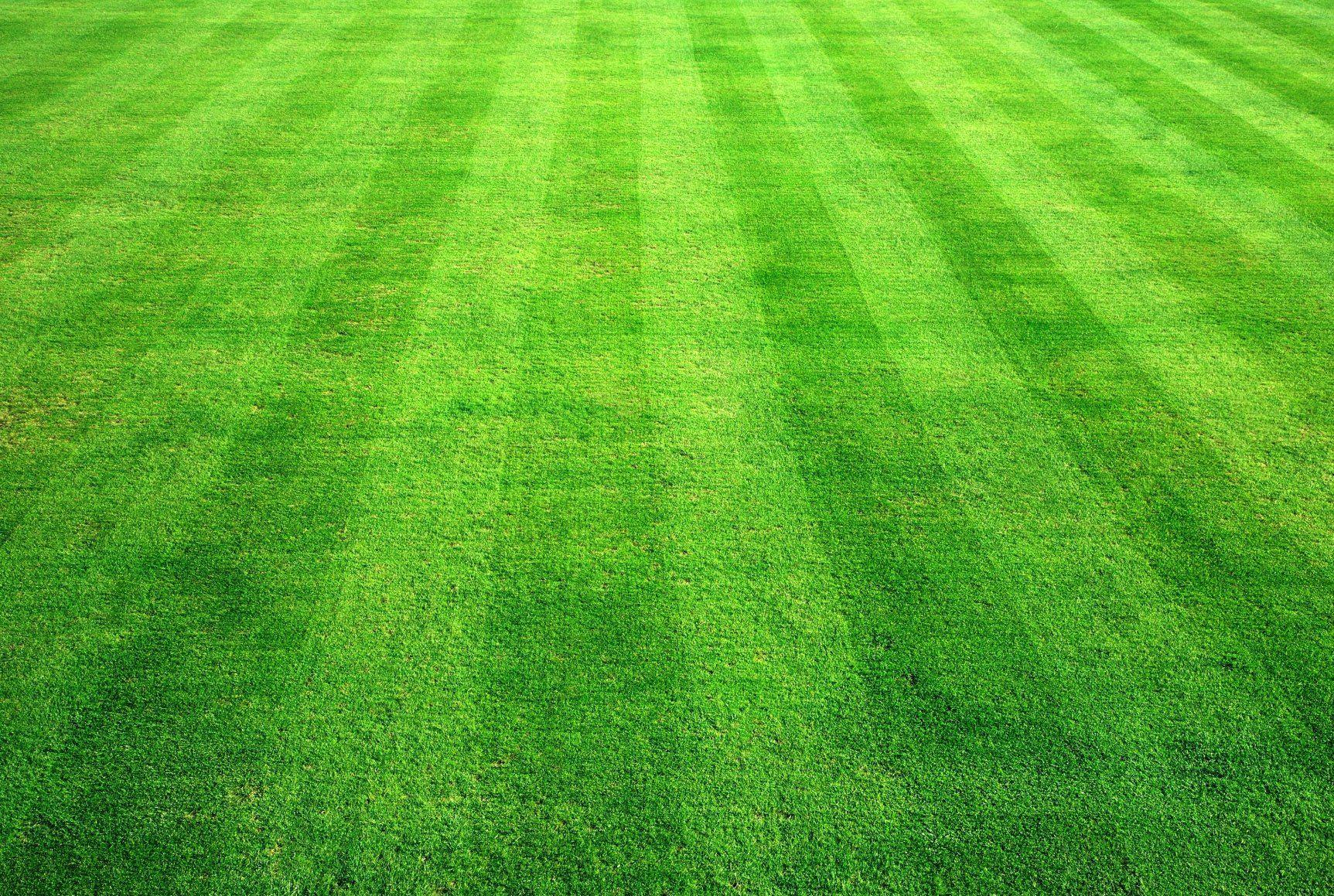 Hình nền Bãi cỏ 1725x1159.  Frosty Lawn hình nền