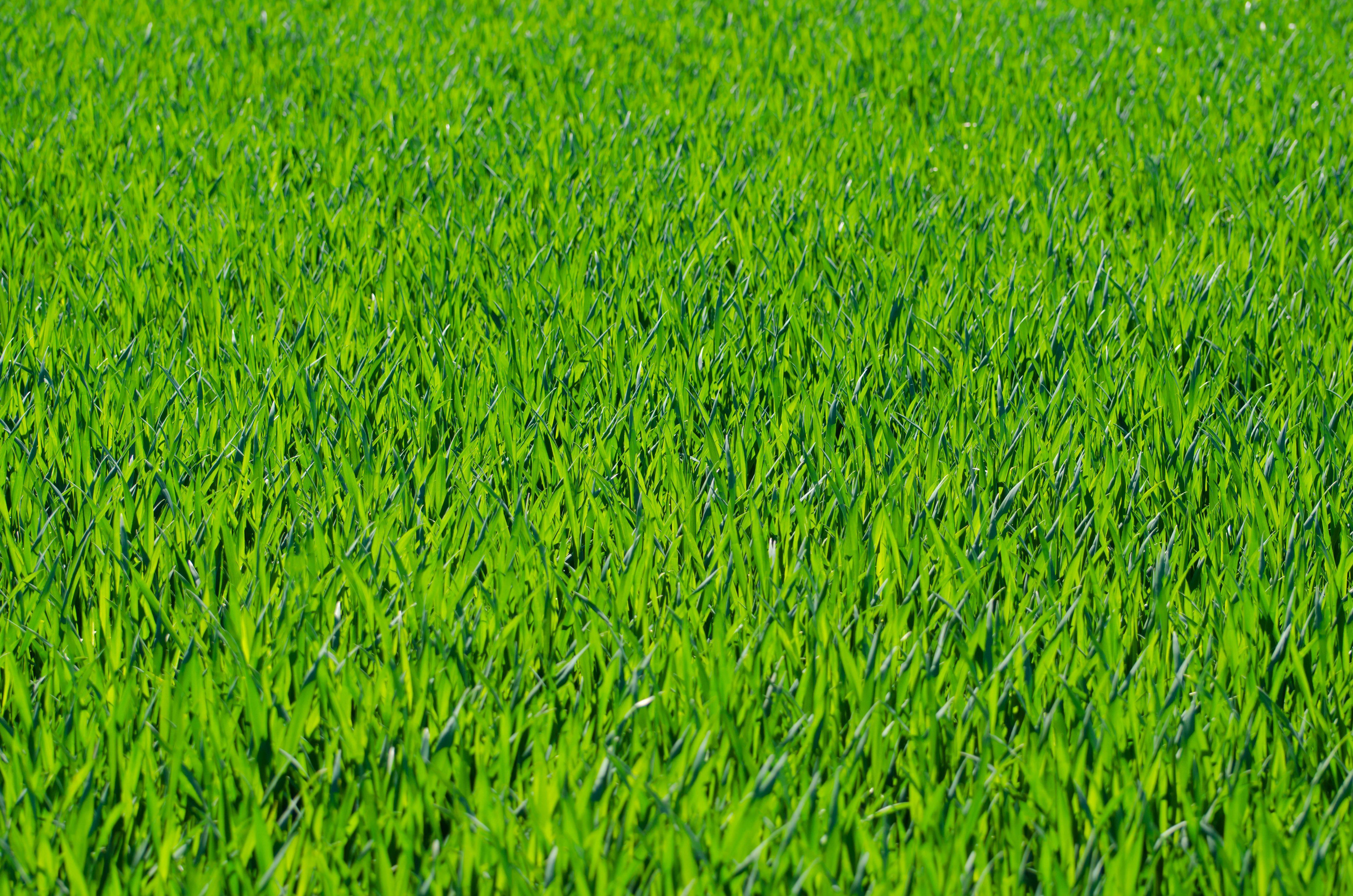 5174x3427 Bảy kết cấu cỏ tự do hoặc hình ảnh nền bãi cỏ