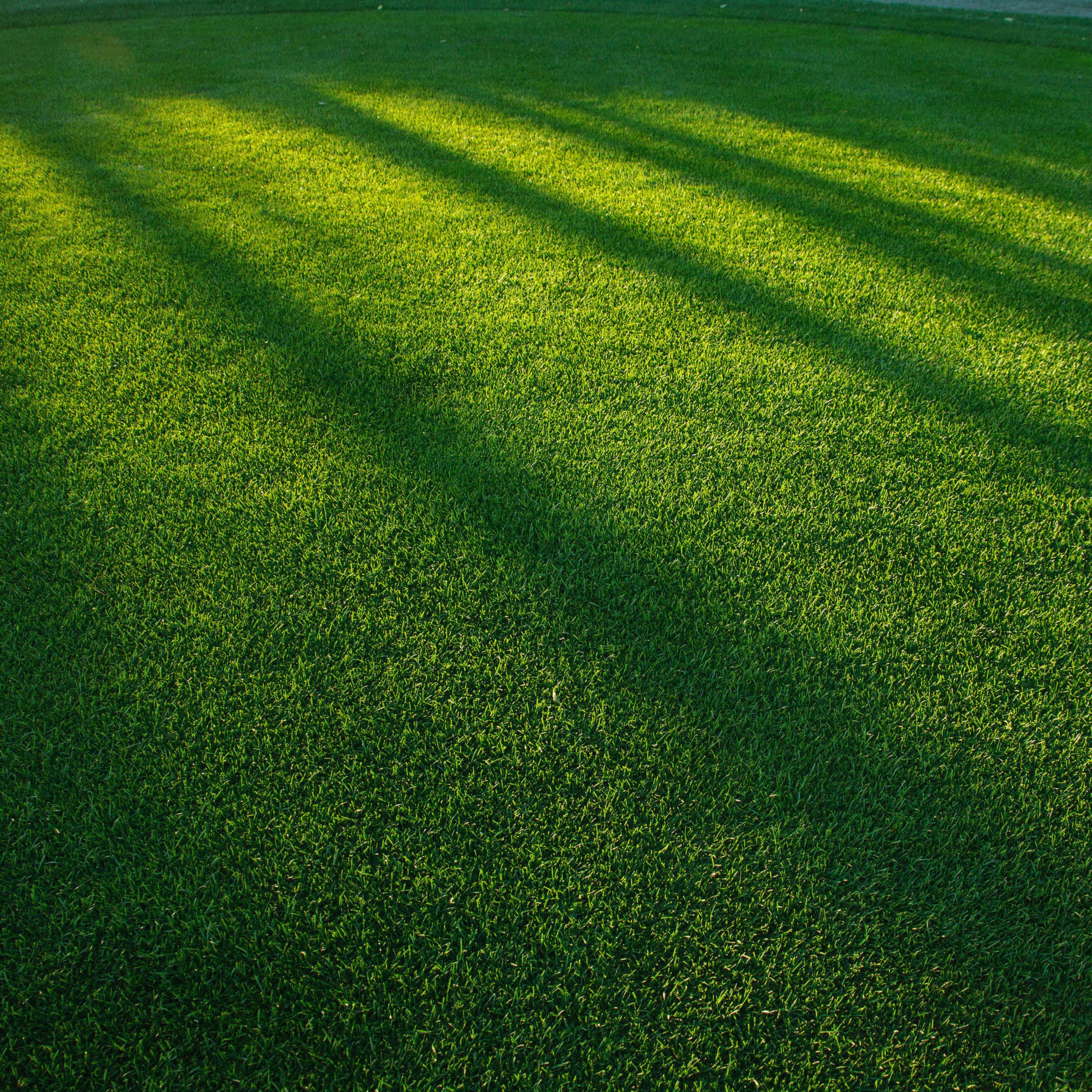 Hình nền cho iPad 2732x2732.  bãi cỏ cỏ ánh sáng mặt trời mô hình màu xanh lá cây