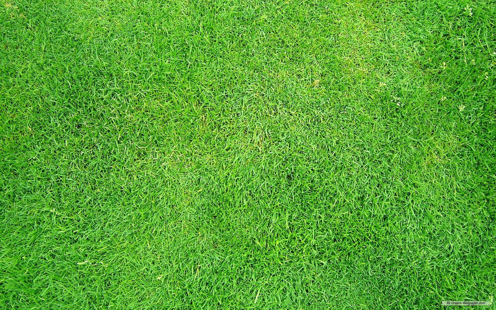 Hình nền cỏ miễn phí 1680x1050