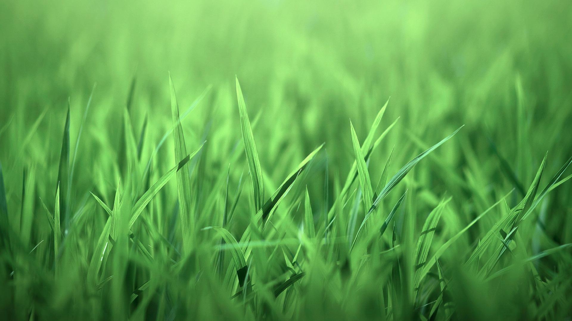 Hình nền HD 1920x1080 Green Grass.  Hình nền cỏ, Hình nền Aqua, Hình nền