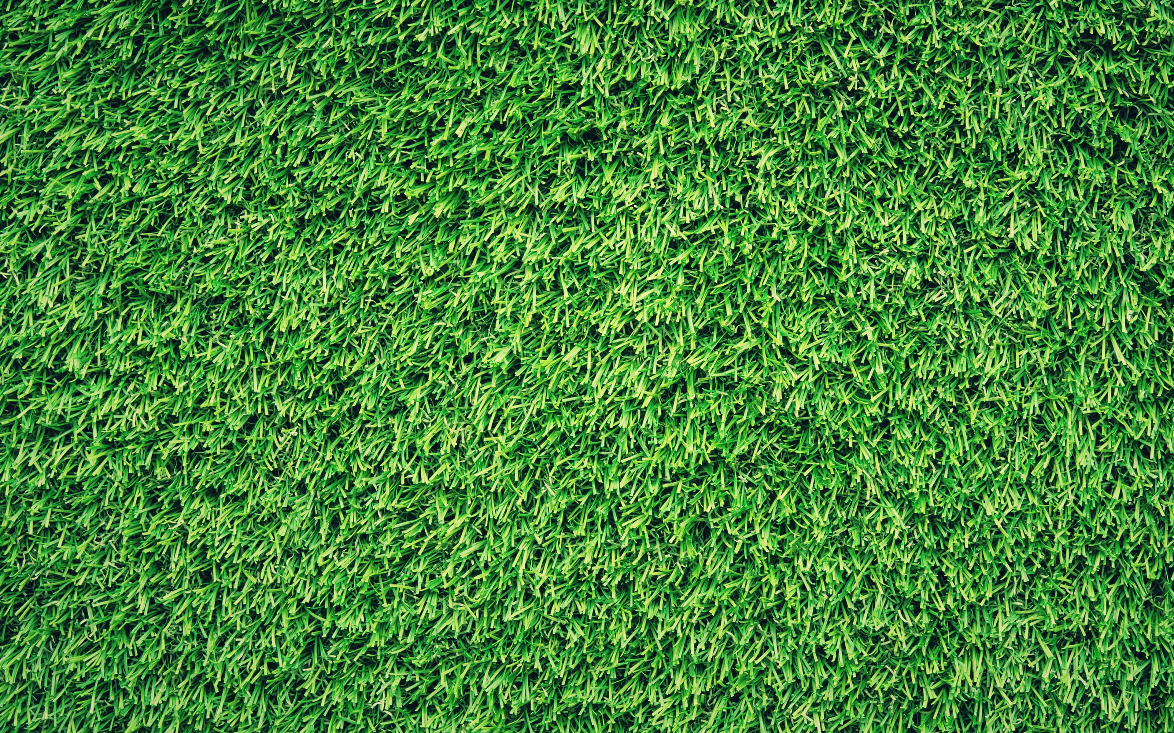 Hình nền thiên nhiên cỏ xanh 3840x2400