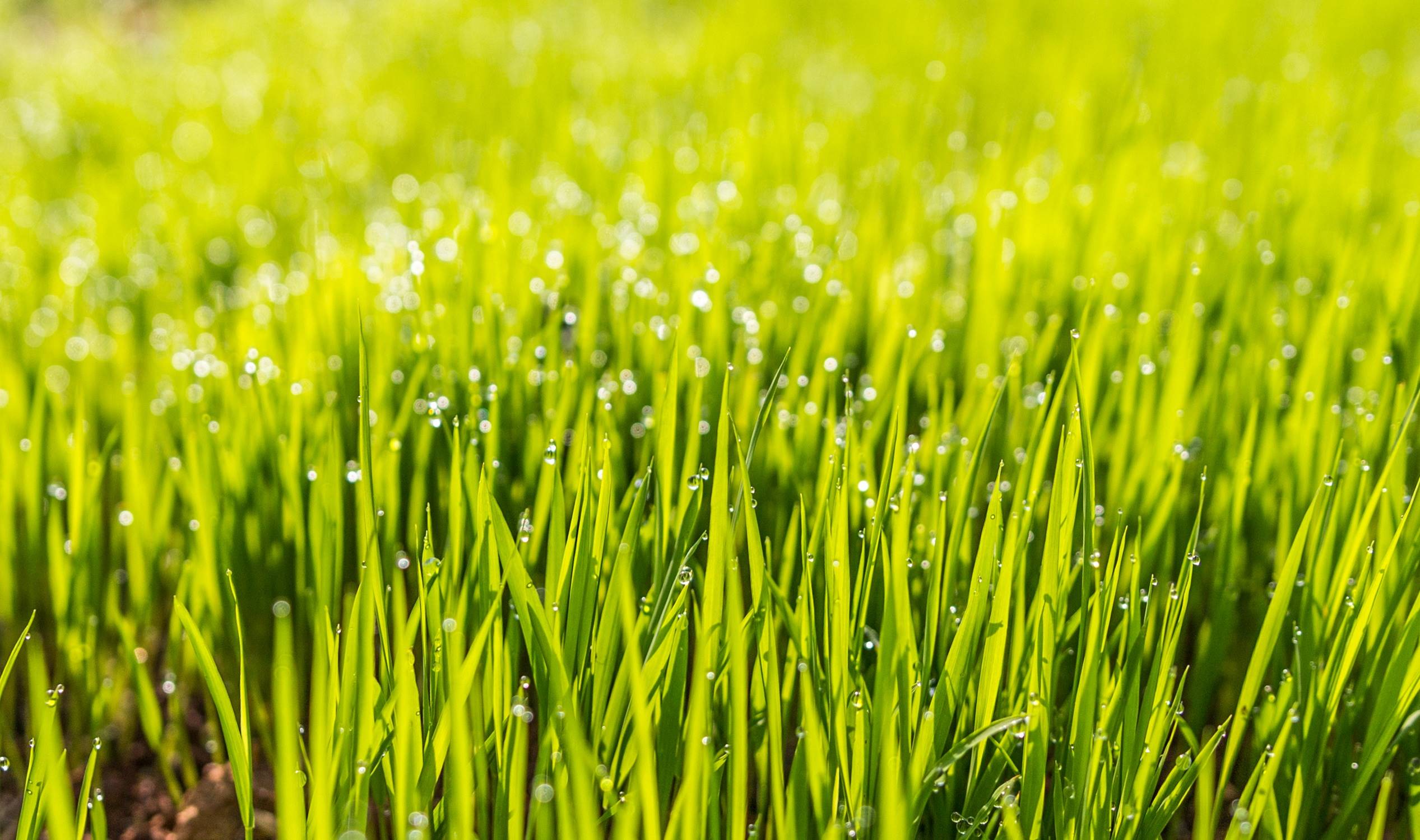 2534x1500 #lawn, #green, #field, #dew, #grass, #wallpaper, #hd.  ĐỨNG ĐẦU