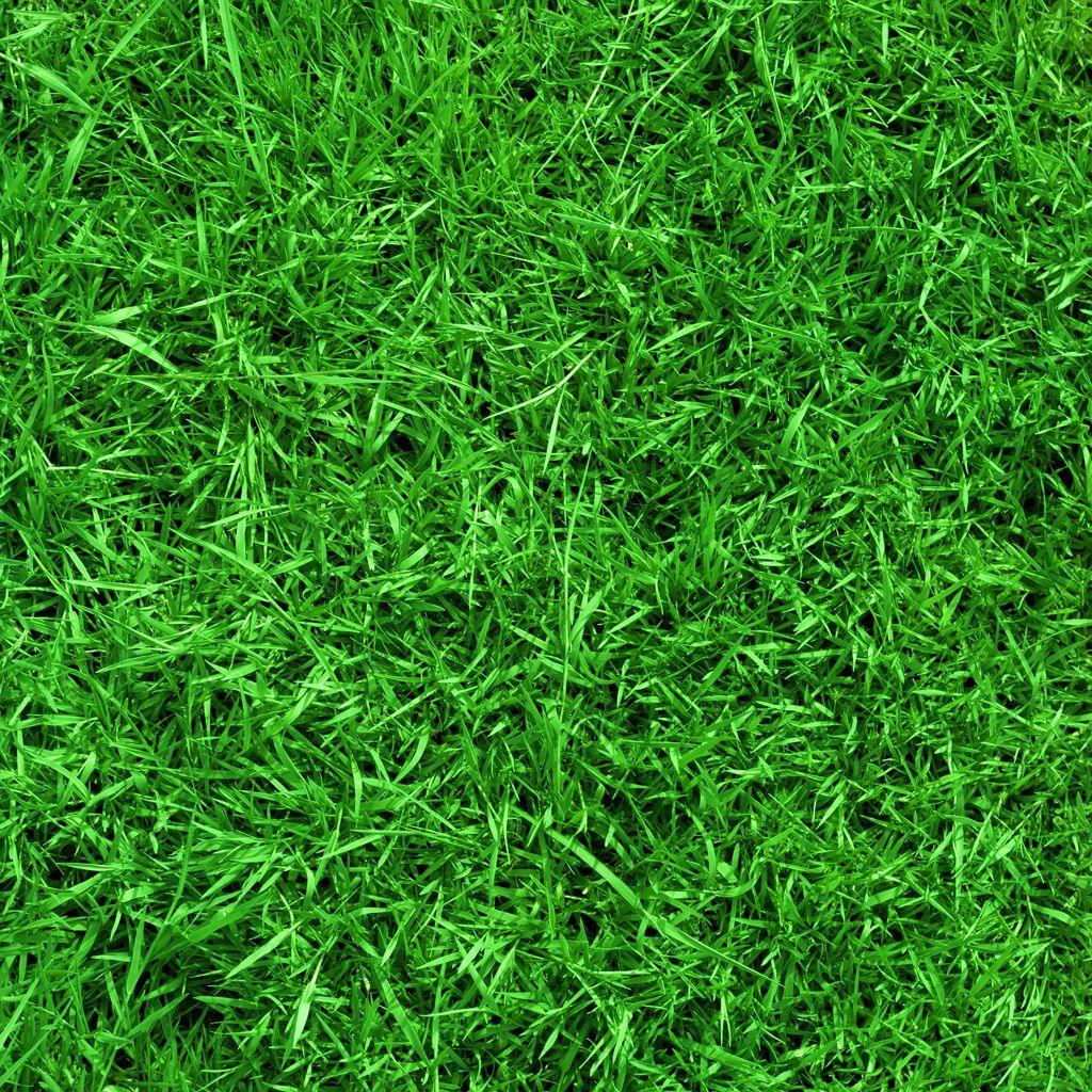 1024x1024 Lawn Grass - Nature Wallpaper BB Playbook.  Ghost in the Swarm