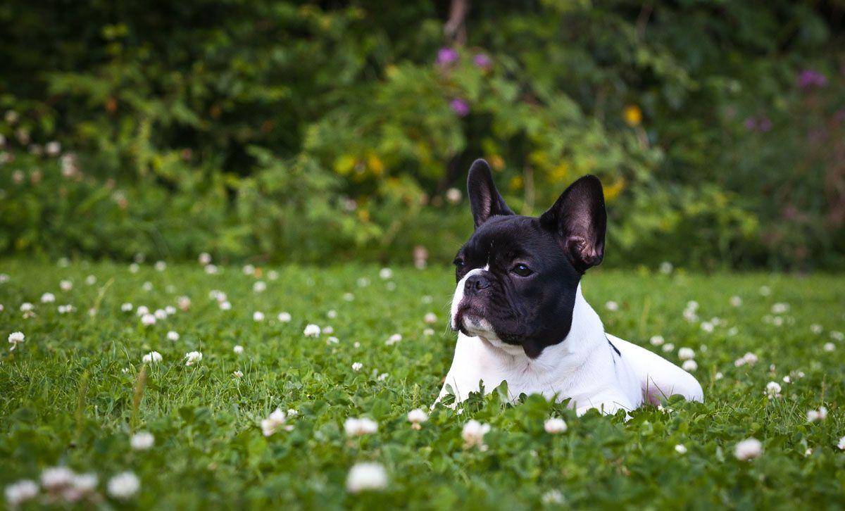 Hình ảnh và hình nền chó Bulldog Pháp 1200x726 trên bãi cỏ.  Xinh đẹp
