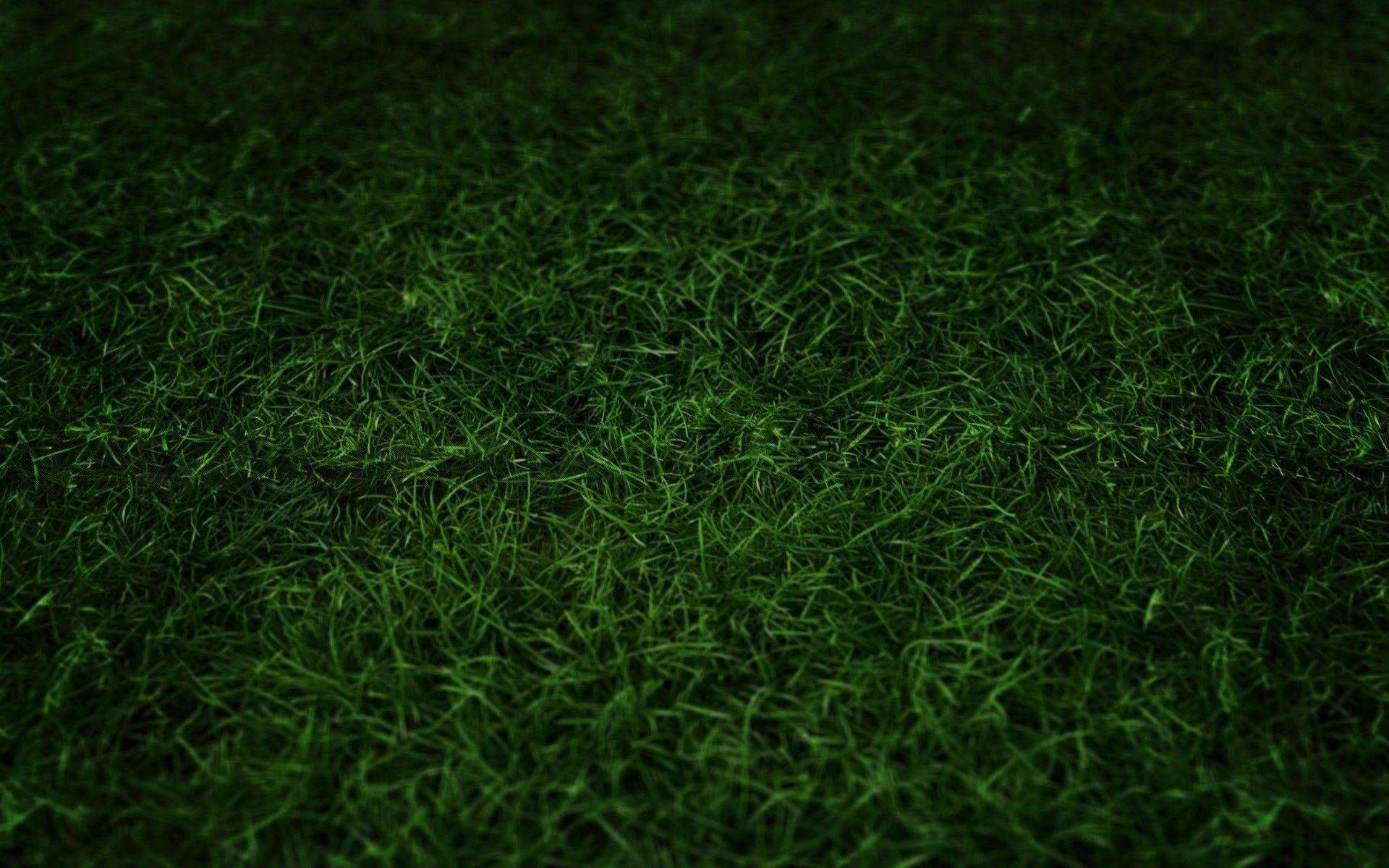 Hình nền cỏ xanh 1920x1200