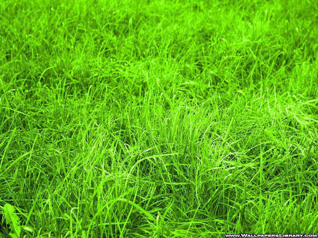 1024x768 Cool Grass hình nền