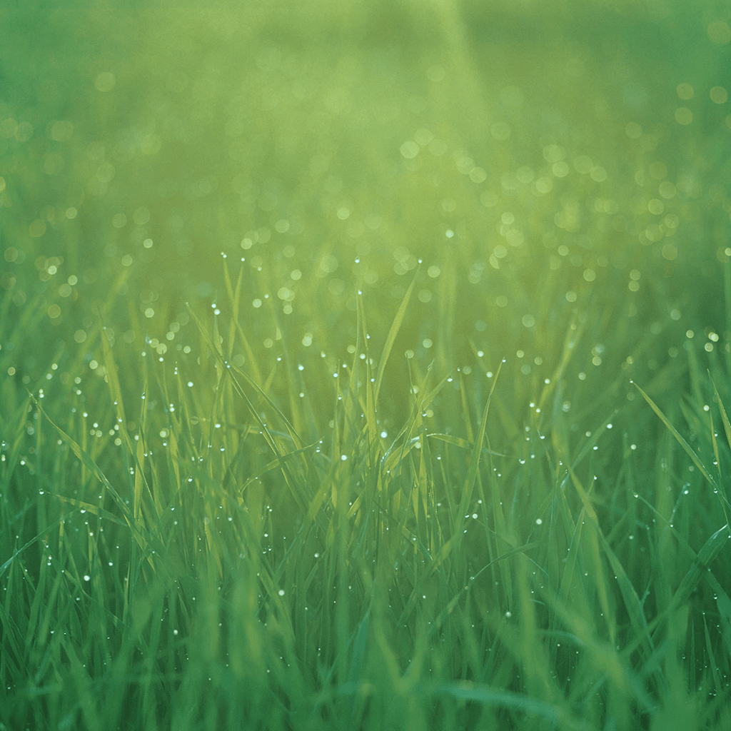 1024x1024 iWallpaper - Thiên nhiên cỏ sương hình nền