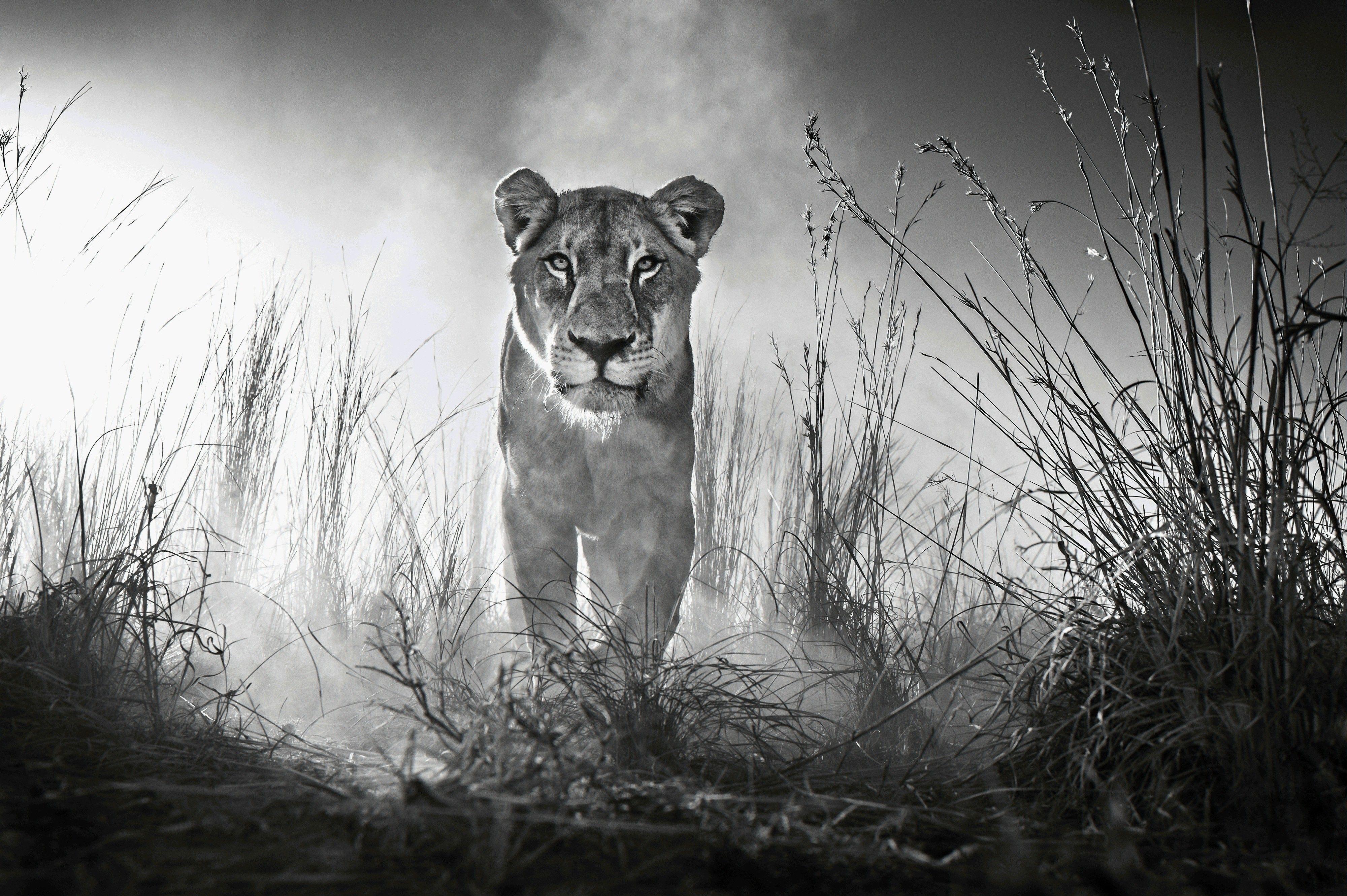 4000x2662 Lion 4k Black And White, HD Animals, 4k Wallpaper, Image
