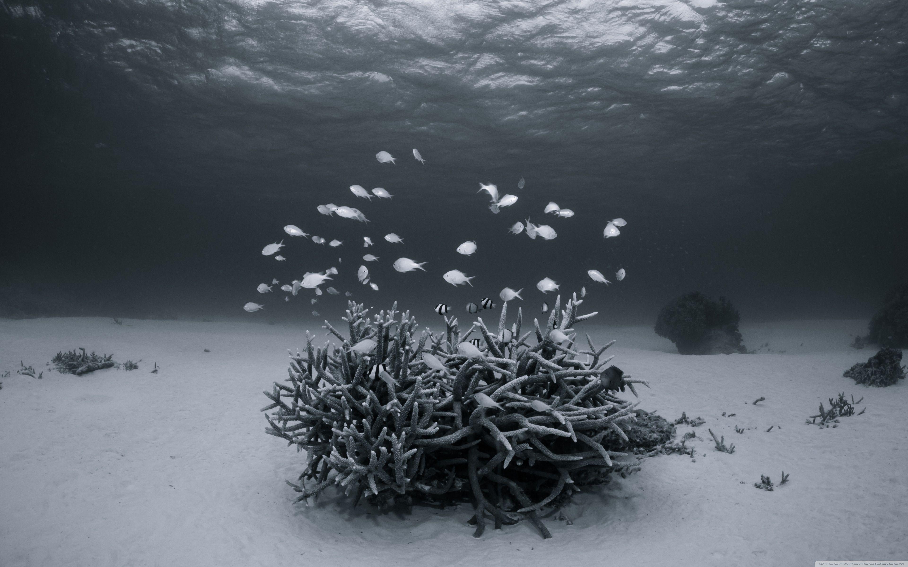 3840x2400 Underwater Black and White Ultra HD Desktop Background Wallpaper