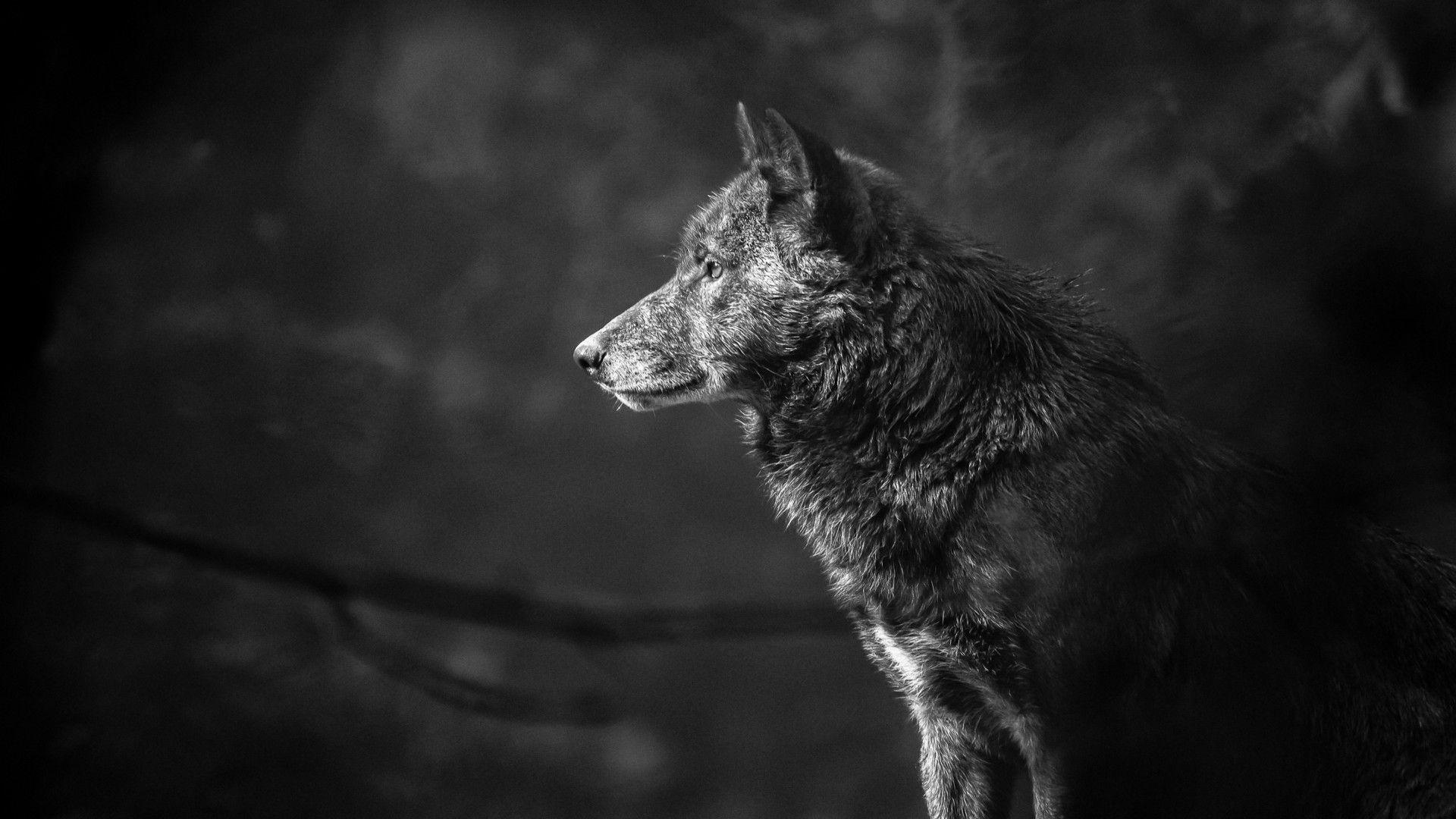 1920x1080 Wallpaper Wolf, black, 4K, Animals