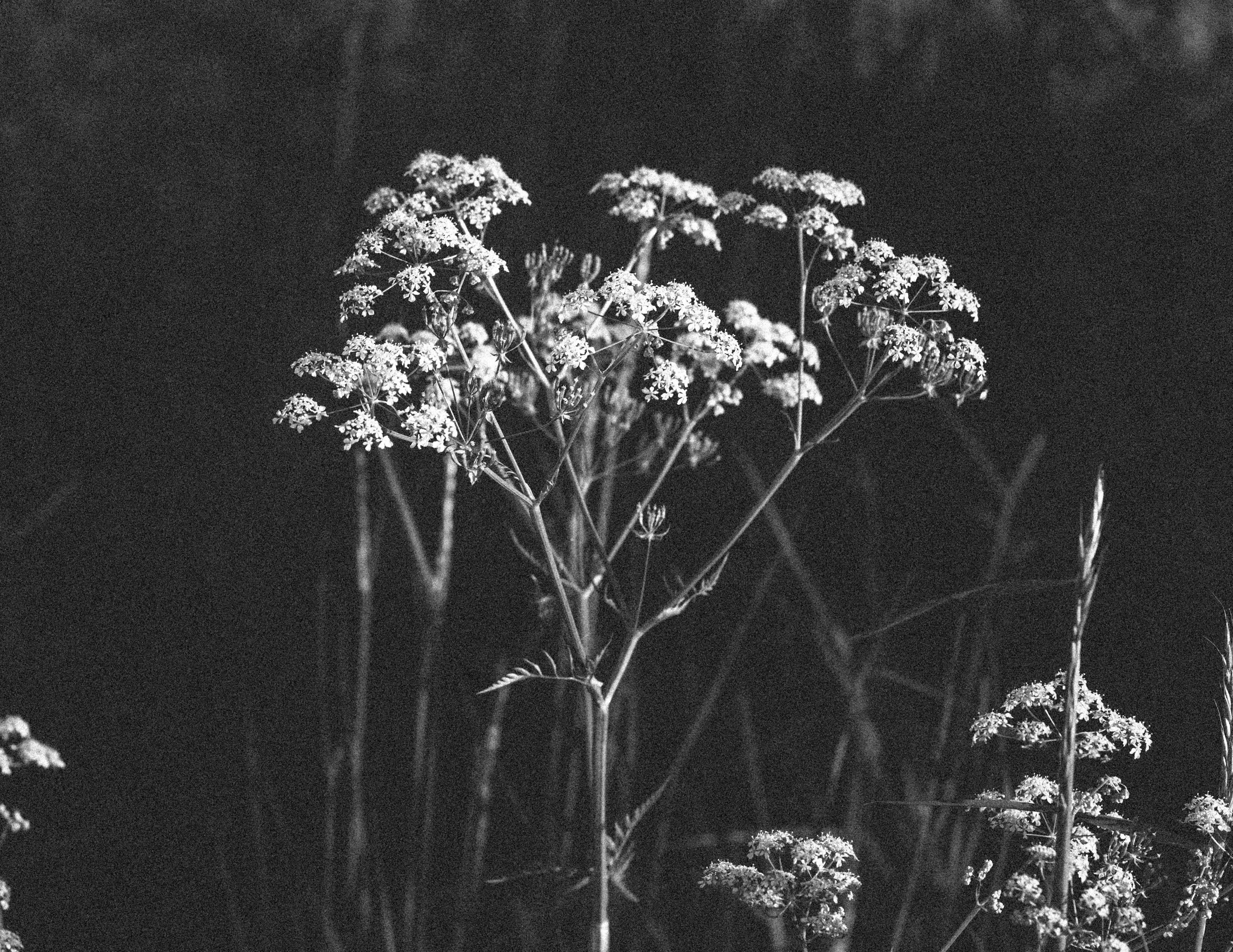 4190x3236 Free of 4k wallpaper, background, black and white