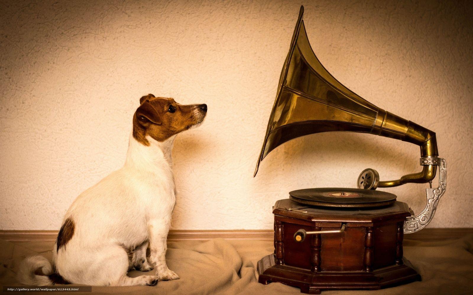 1600x1000 Download wallpaper Jack Russell Terrier, dog, gramophone free