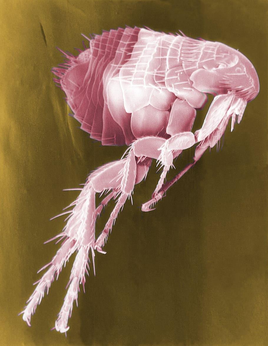 910x1174 HD wallpaper: flea illustration, Siphonaptera, Insect, Parasite