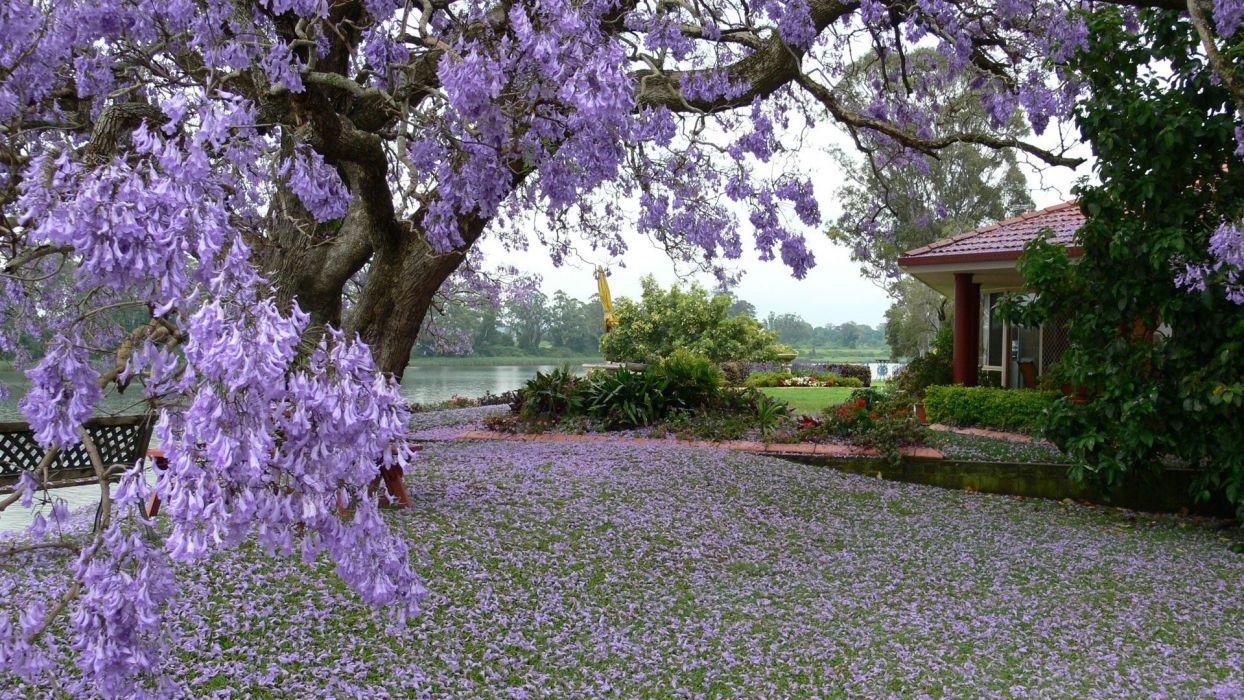 1244x700 Spring tree blossoms petals yard garden house wallpaper