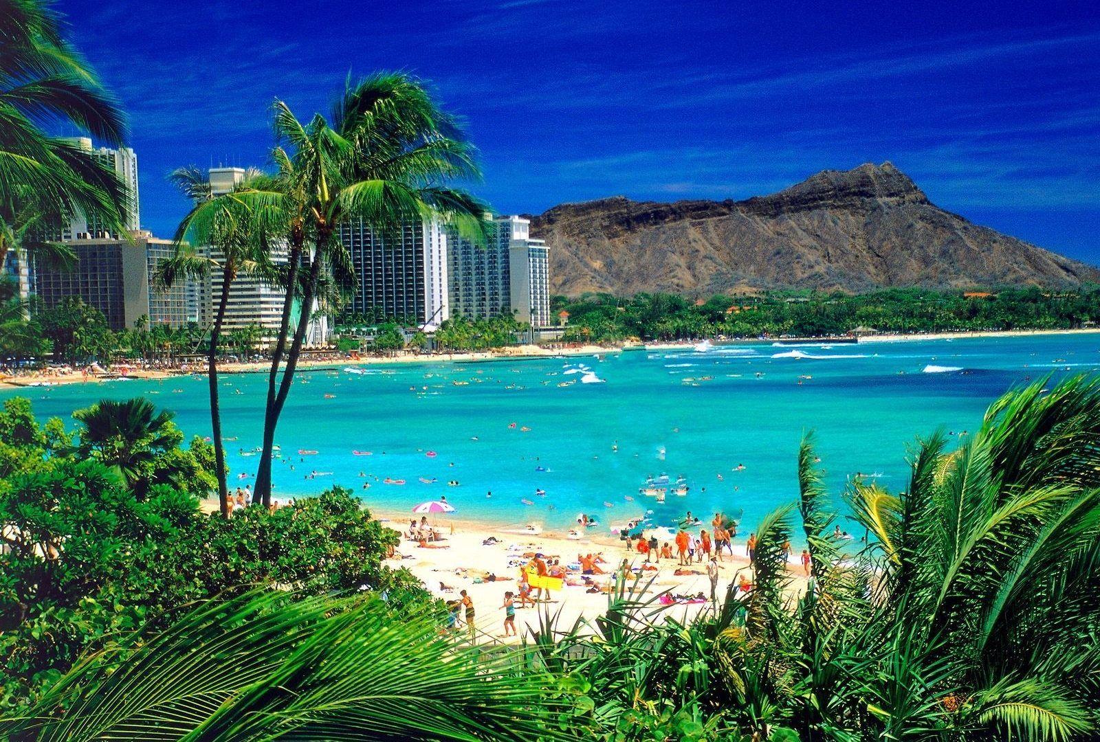 1600x1080 Beaches: HAWAII BEACH Nature Palm Free Desktop Background for HD 16