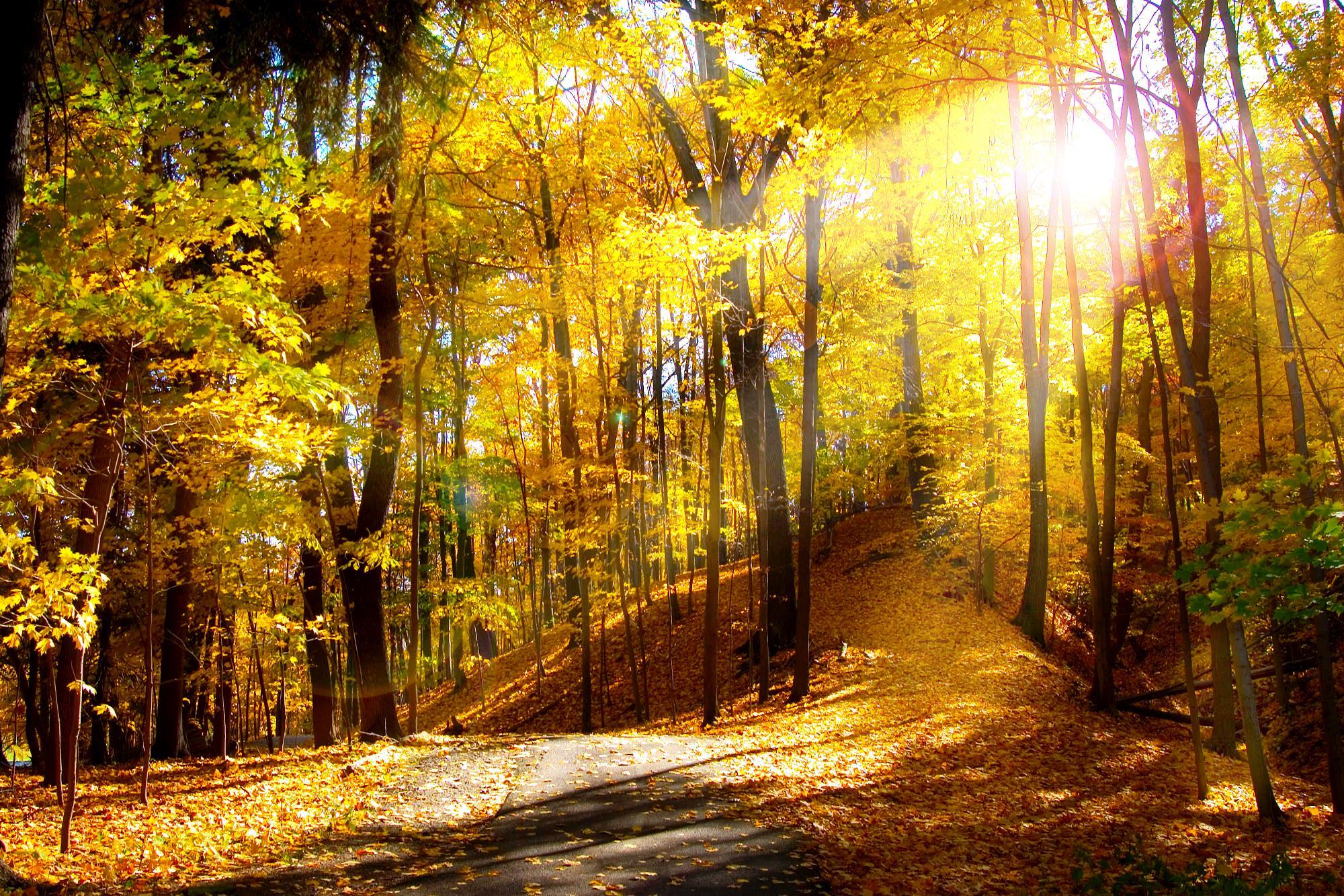 Autumn Scenes Wallpapers - Top Free Autumn Scenes Backgrounds ...