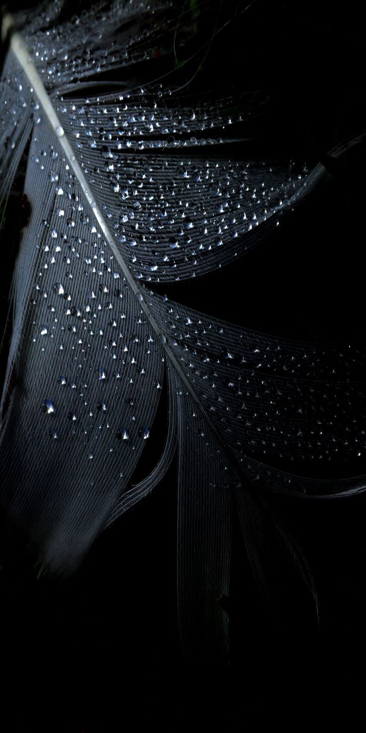 736x1473 Black, leaf, rain, abstract, apple, wallpaper, iPhone, clean, beauty, colour, iOS, minimal, iPhone iPhone 6