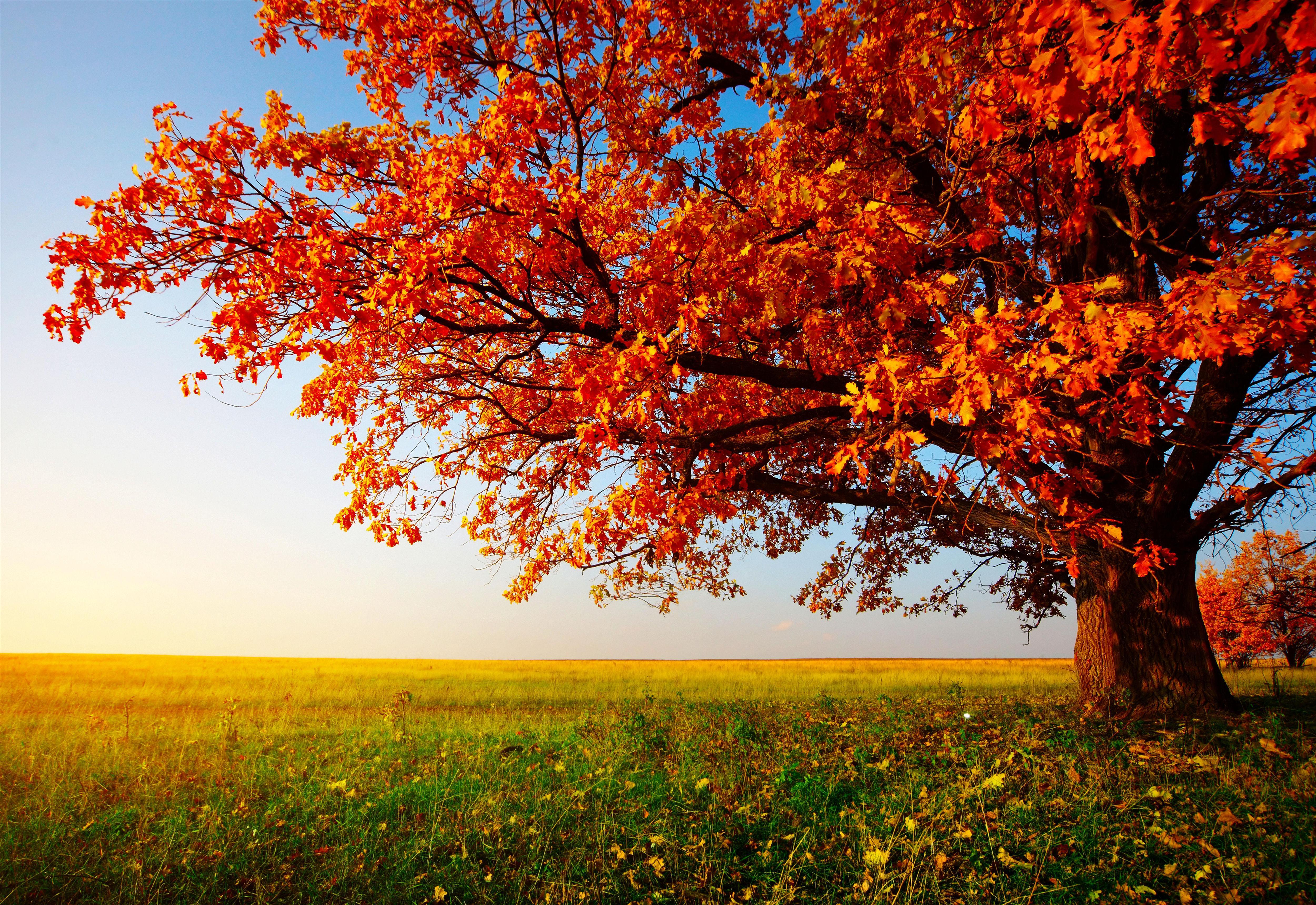 5000x3441 Free Fall Picture Desktop Wallpaper