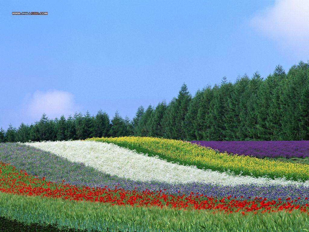 1024x768 beautiful Country Farm Scene photography 1024x768 NO.41 Desktop