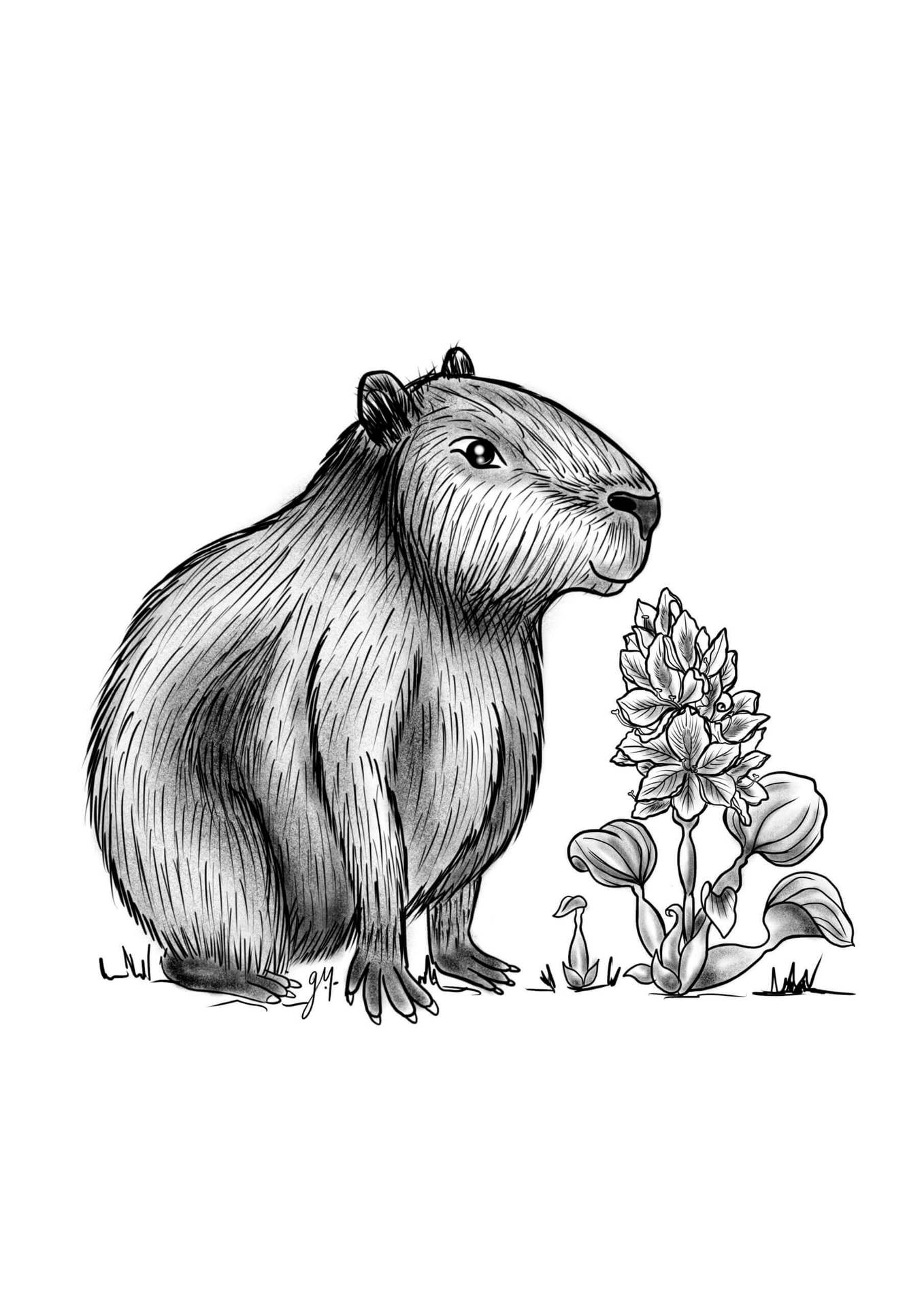 1358x1920 Download Artistic Capybara Ink Drawing Wallpaper