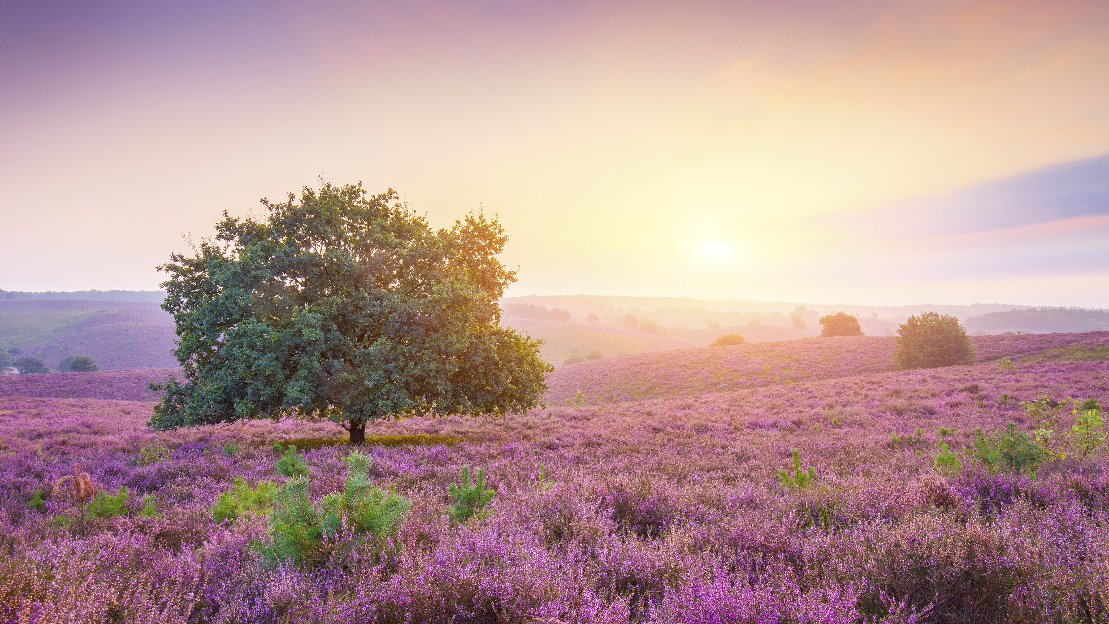 3840x2160 Spring Wallpaper 4K, Sunrise, Landscape, Purple heath