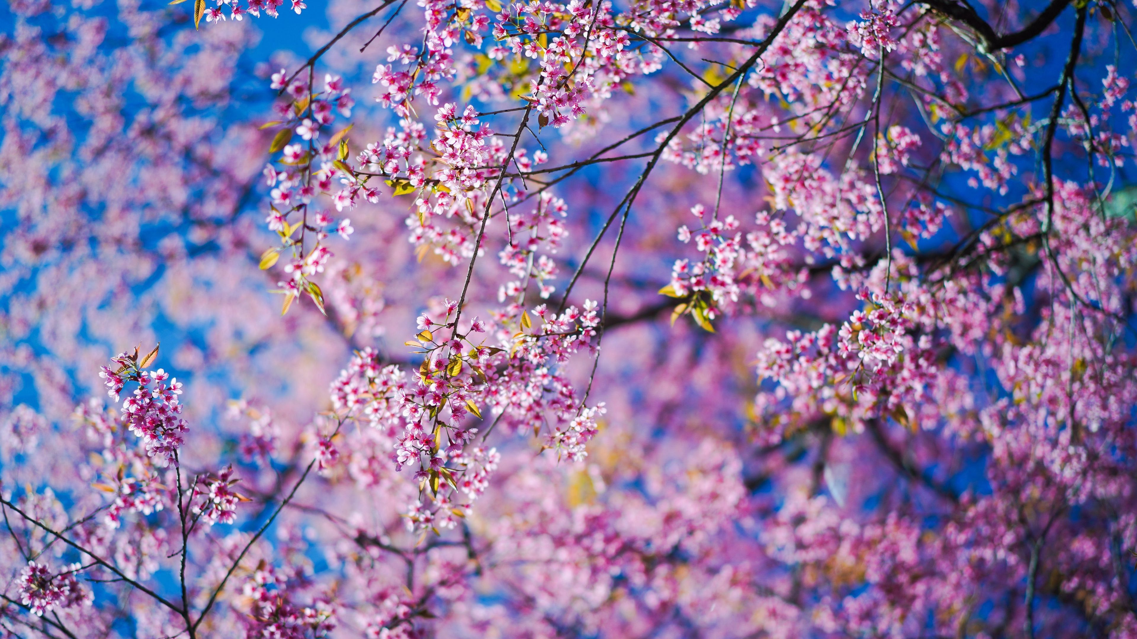 3840x2160 Sakura Flowers Pink Spring Background 4K HD Spring Wallpaper