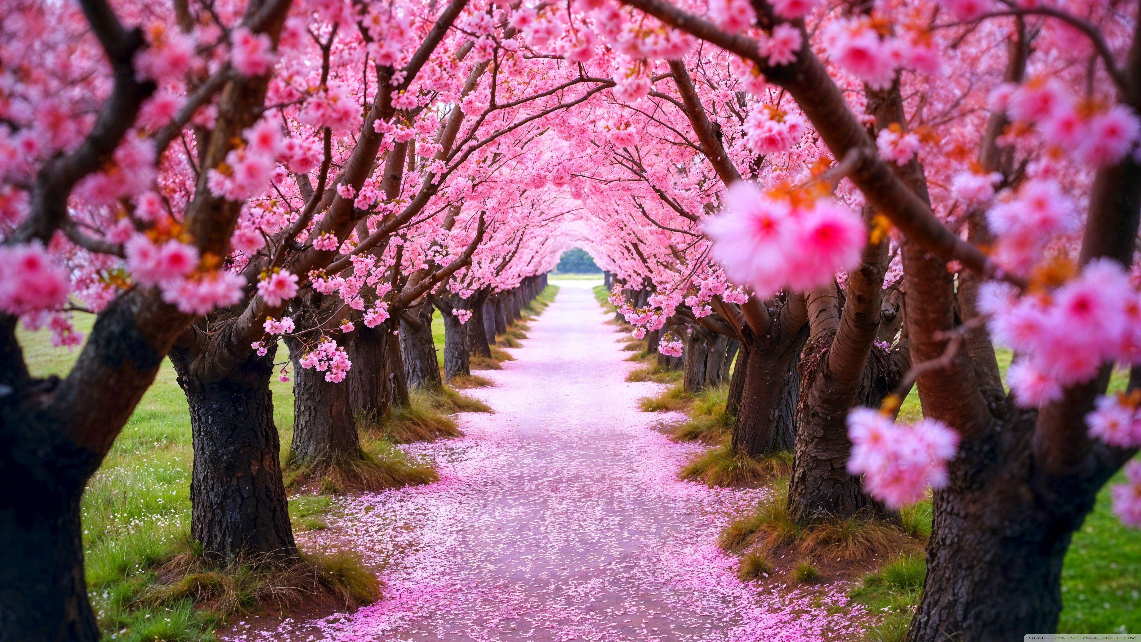 3840x2160 Spring Trees in Bloom 4K UHD Wallpaper for UltraHD Desktop and TV : Widescreen and UltraWide Display : Dual Monitor : Smartphone and Tablet Devices