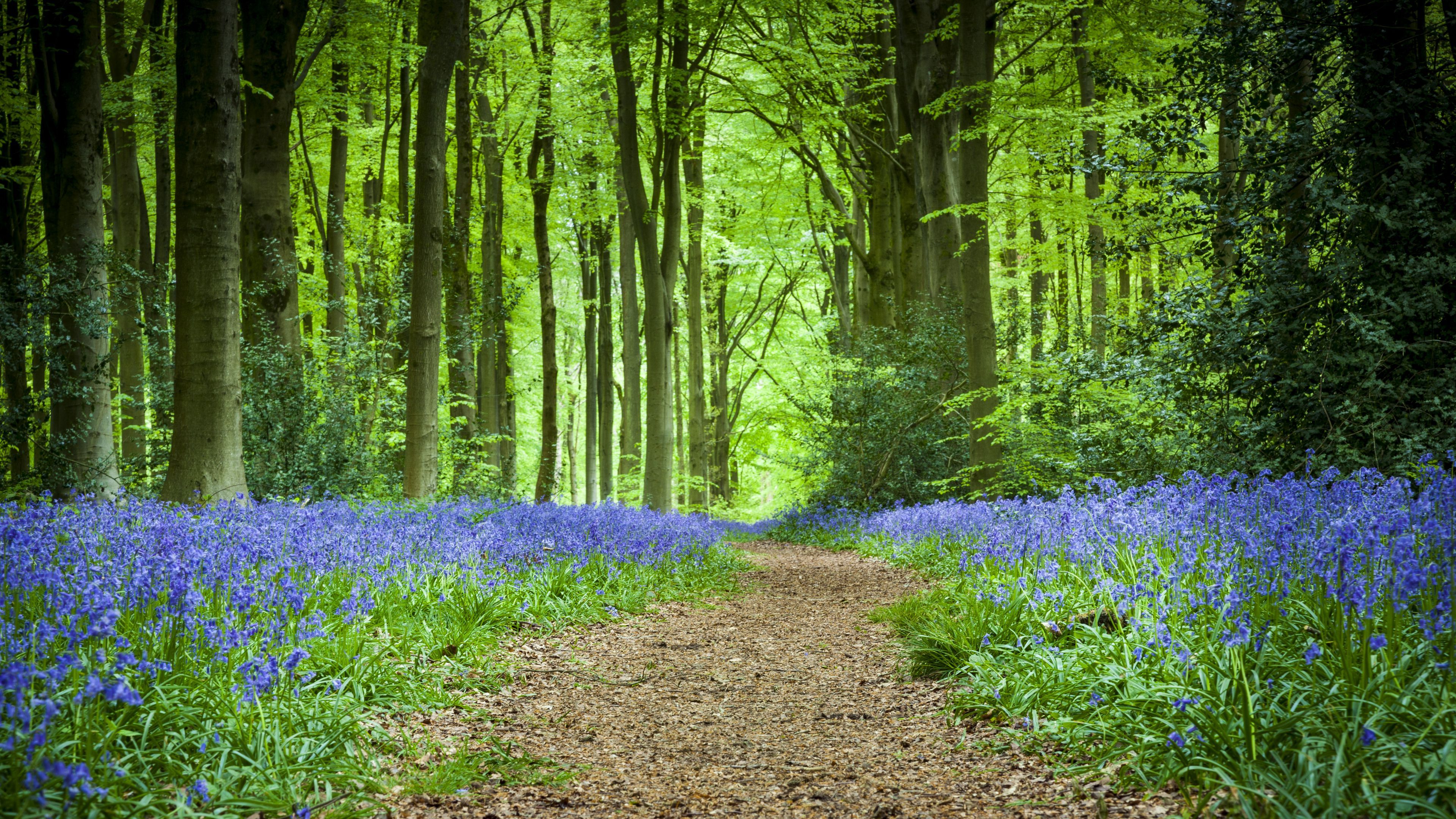 3840x2160 Download wallpaper 3840x2160 forest, path, flowers, spring 4k uhd 16:9 HD background