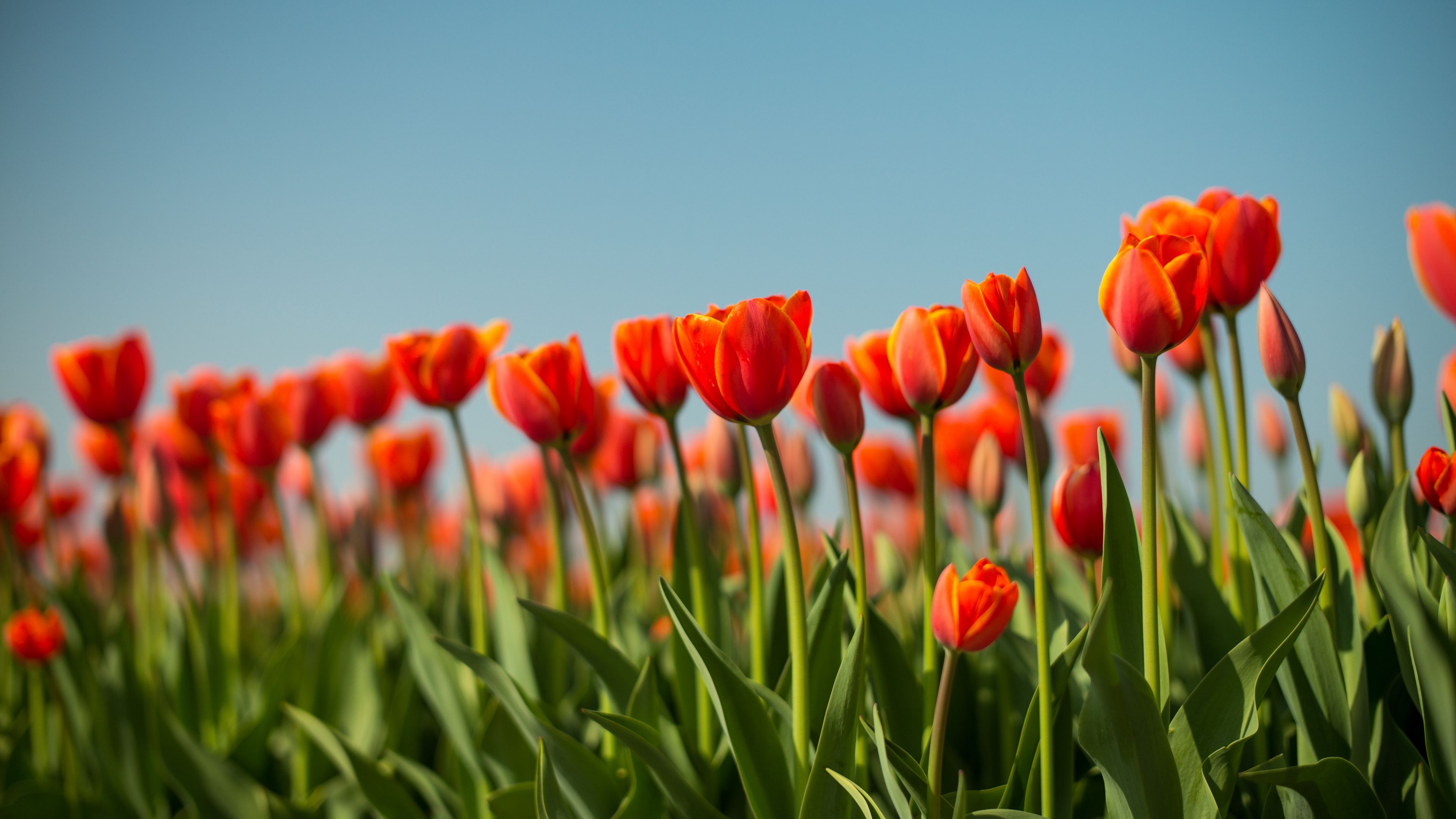 3840x2160 Download wallpaper 3840x2160 tulip, flowers, flowerbed, spring 4k uhd 16:9 HD background