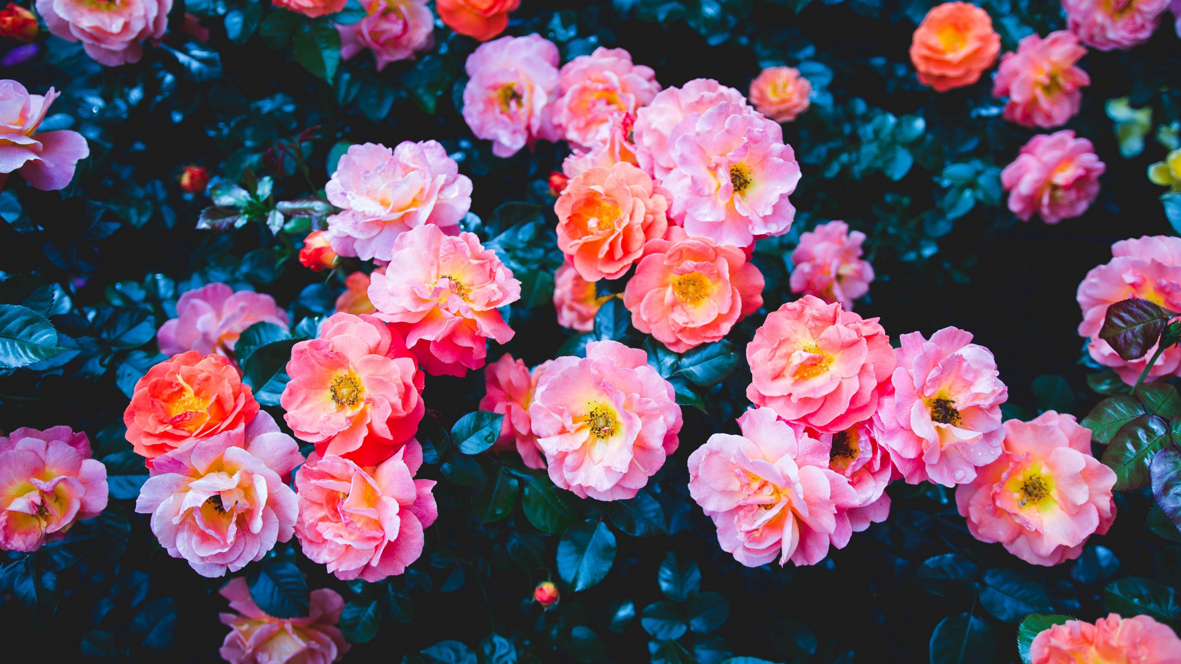 3840x2160 Roses Pink Flowers With Leaves Spring Background 4K HD Spring Wallpaper