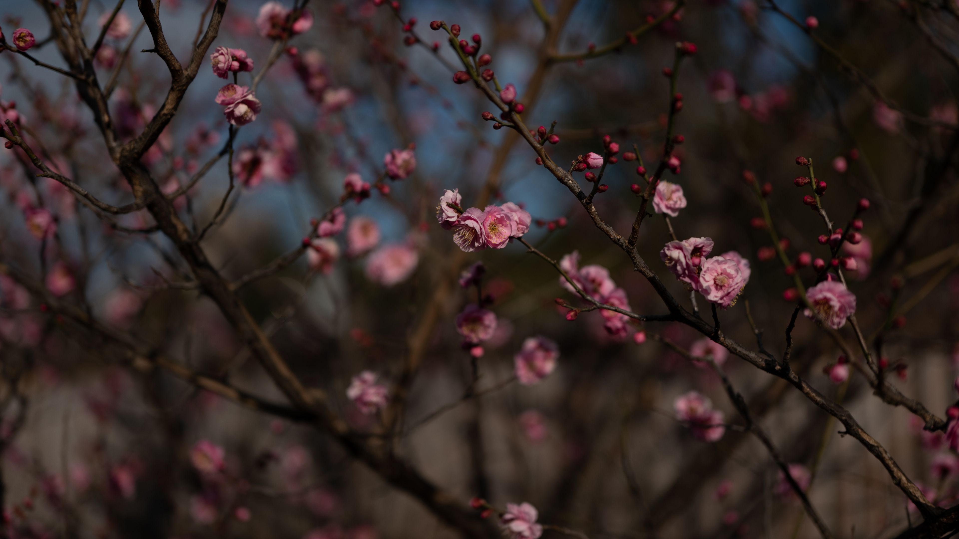 3840x2160 4K Ultra HD Spring Wallpaper Free 3840x2160 High Quality Background