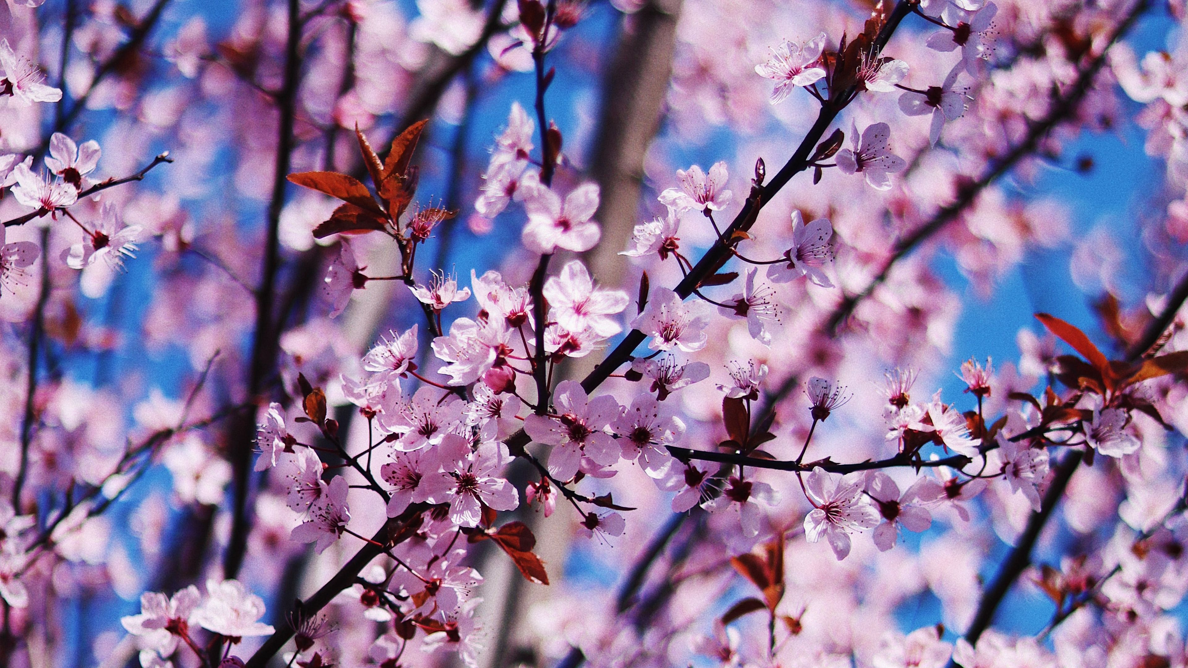 3840x2160 Download wallpaper 3840x2160 flower, spring, bloom, petals, branches 4k uhd 16:9 HD background