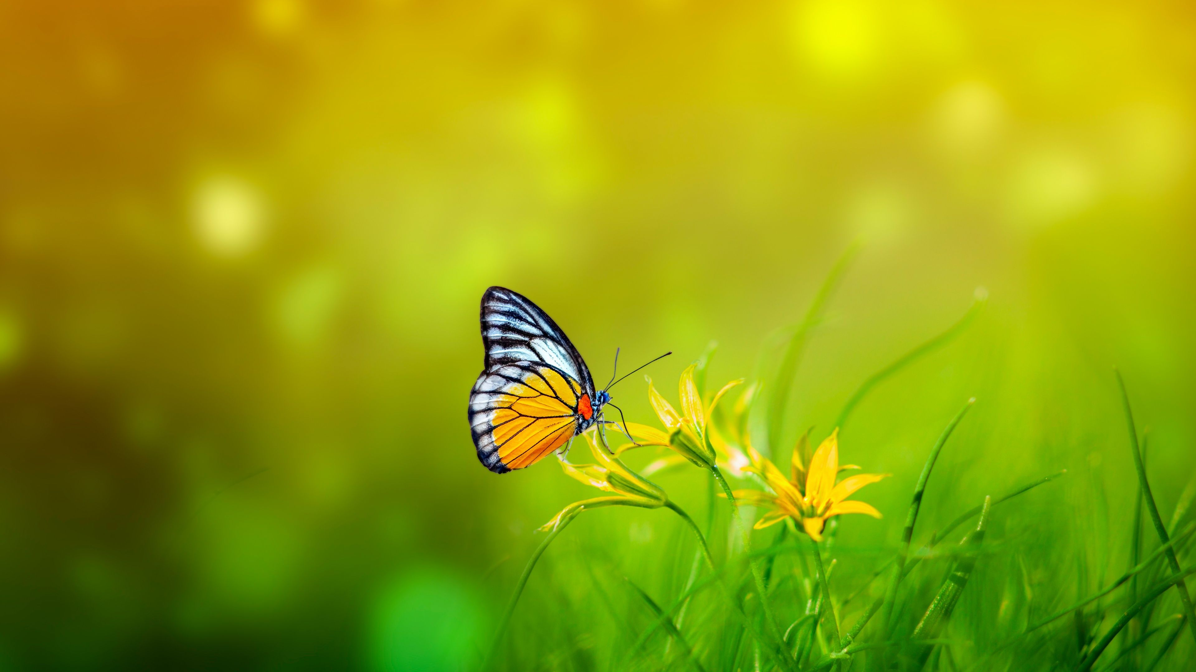 3840x2160 Butterfly Wallpaper 4K, Spring, Bokeh, Green background