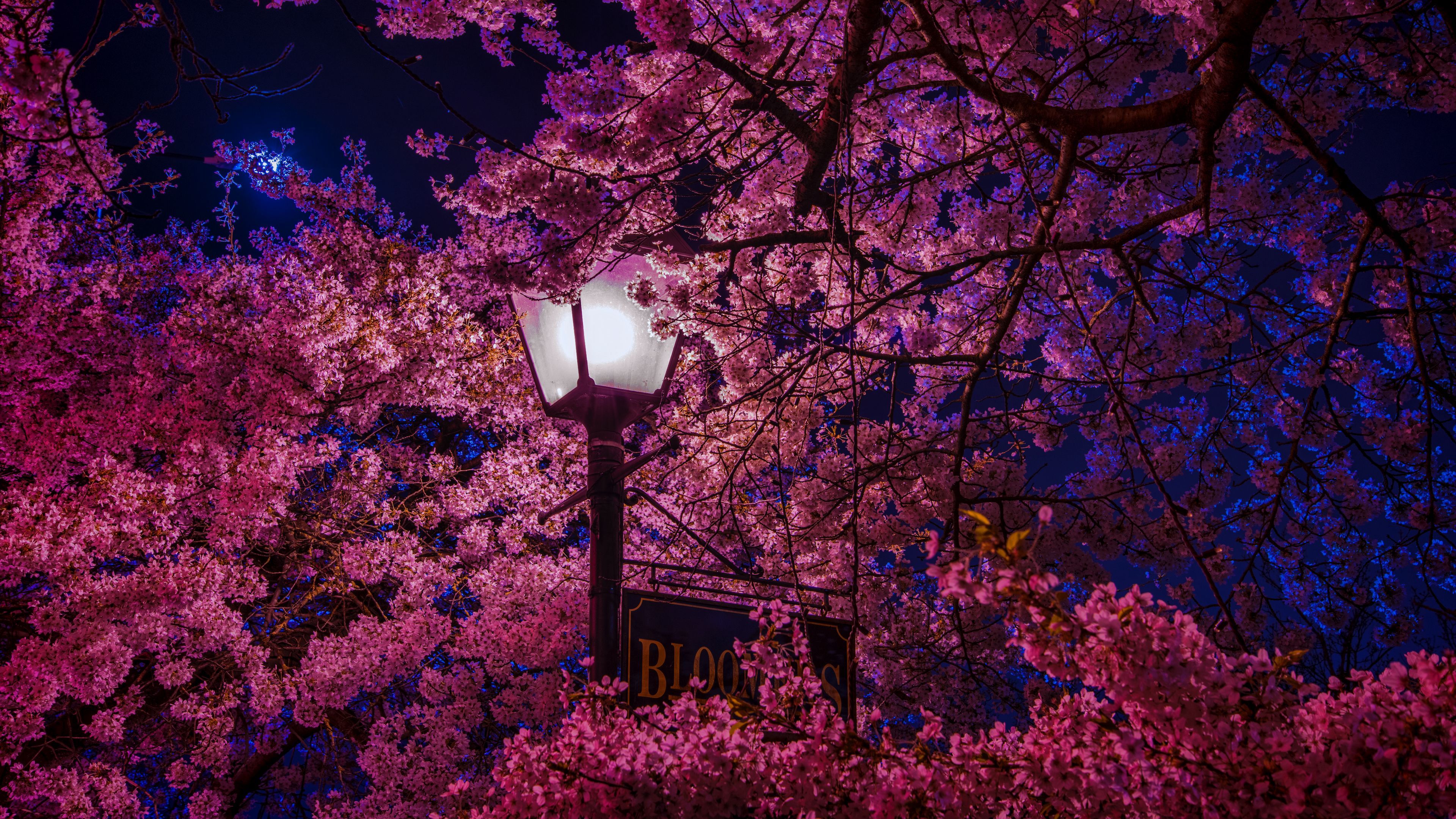 3840x2160 Download wallpaper 3840x2160 sakura, blossoms, lantern, night, spring 4k uhd 16:9 HD background