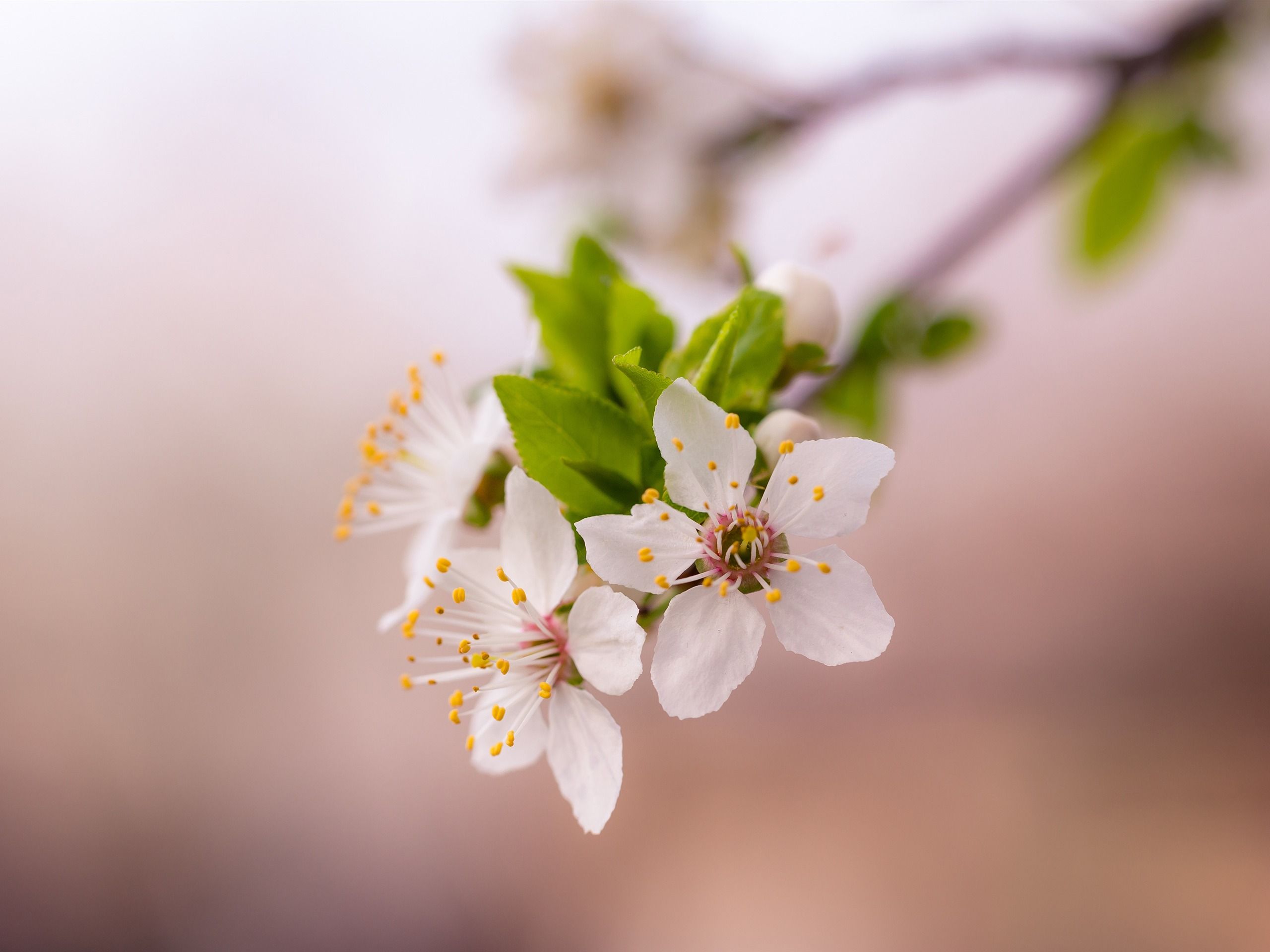 2560x1920 Spring flowers petals pollen Photo 4K HD