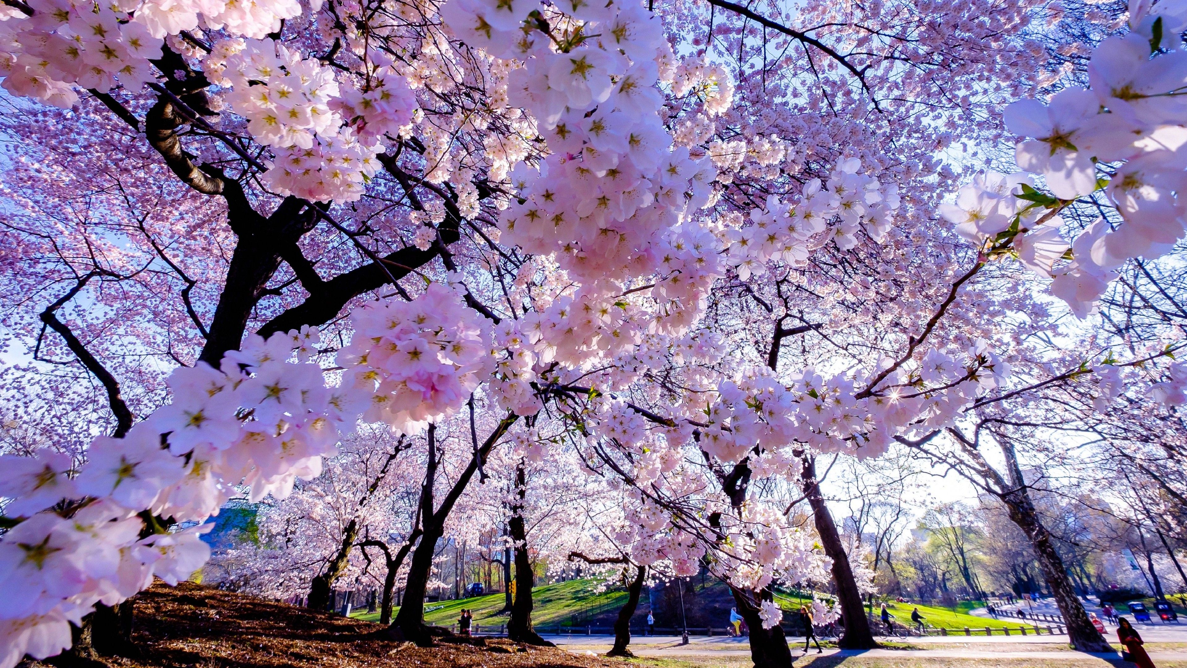 3840x2160 Closeup View Of Pink Spring Cherry Blossom Flowers 4K 5K HD Flowers Wallpaper