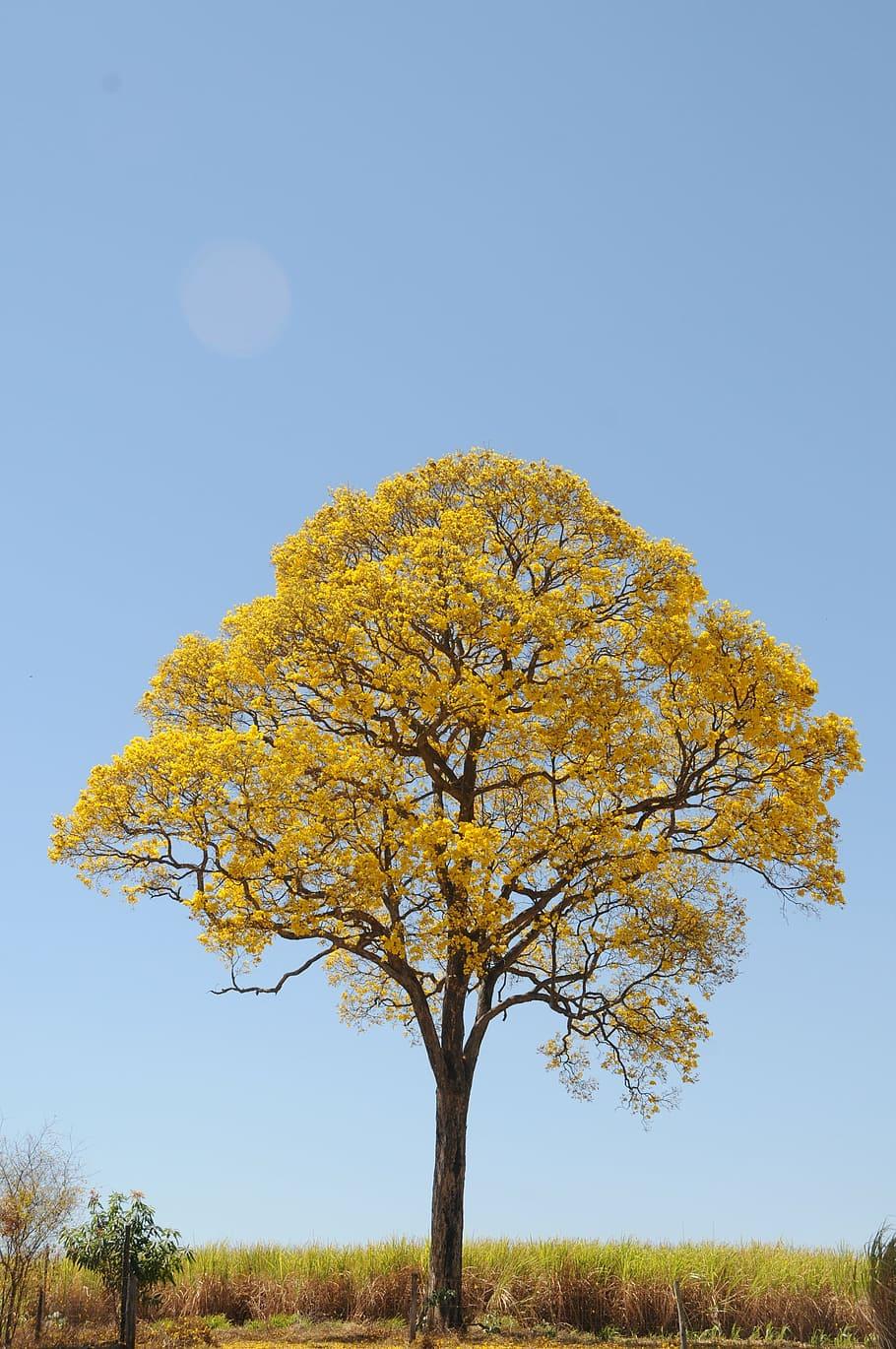 910x1370 HD wallpaper: tree, yellow, spring, farm, beautiful, ipê