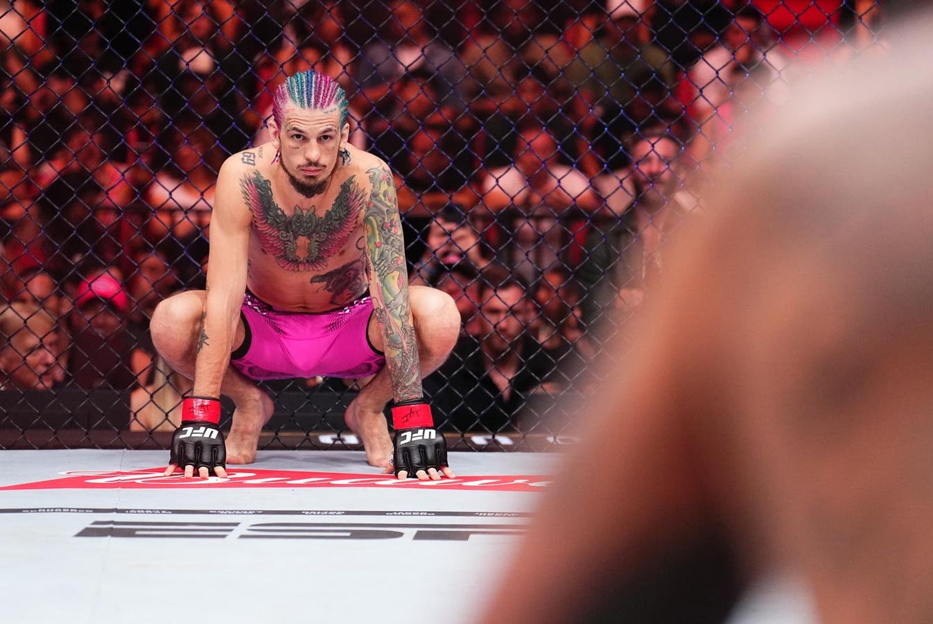 1346x900 Dana White: Sean O'Malley Is The Biggest Star In Bantamweight History