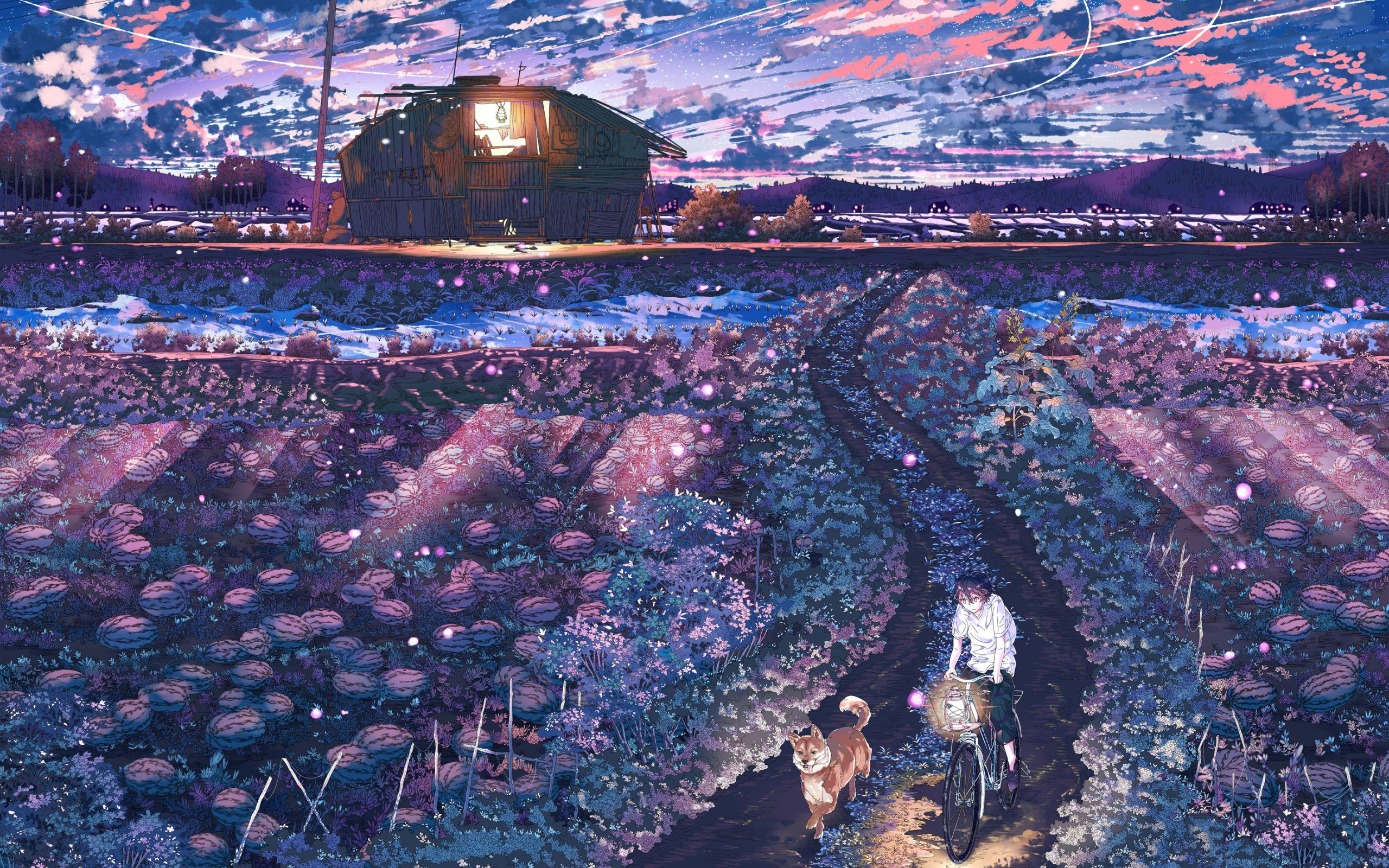 2560x1600 field, night, anime 2560x1600 Resolution Wallpaper, HD