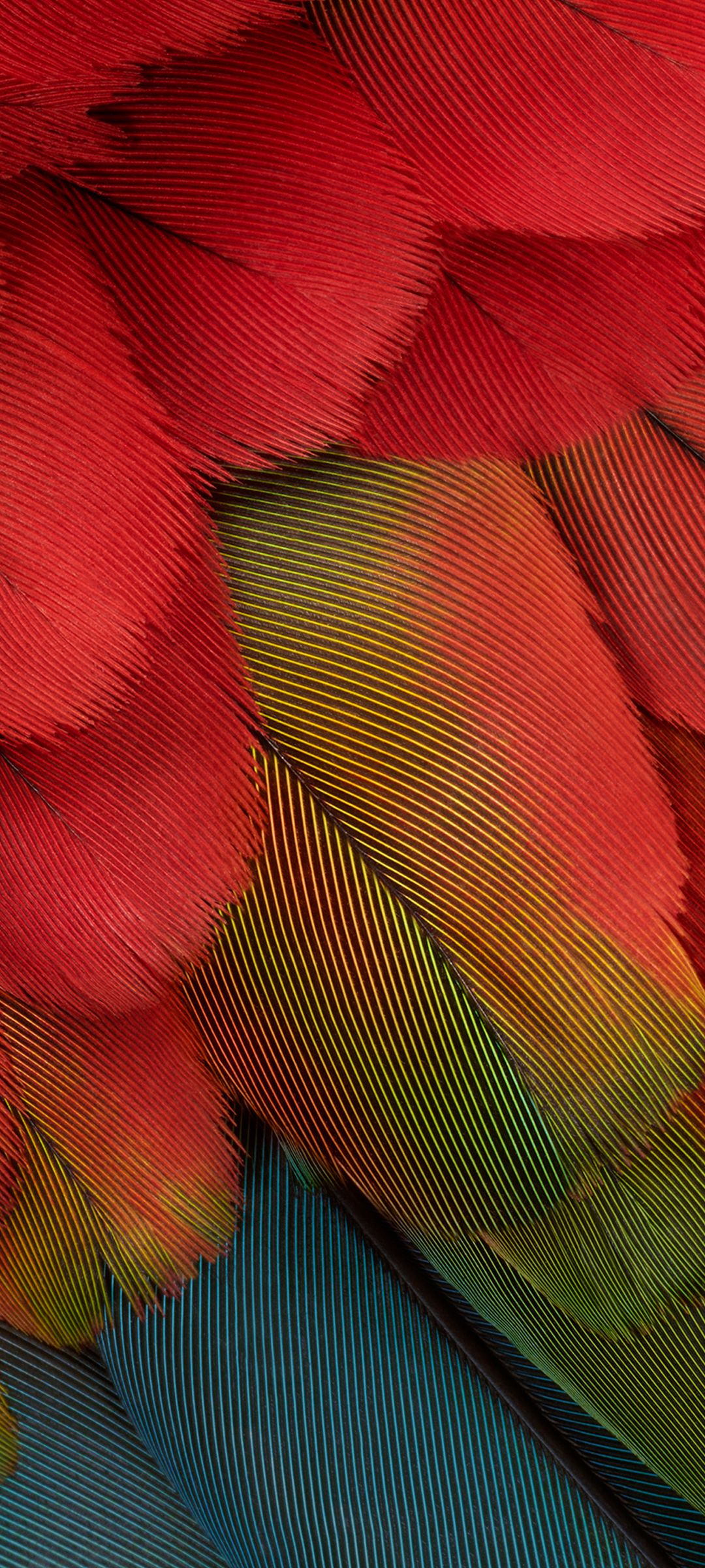 1080x2400 Pixel Phone Wallpaper and Background
