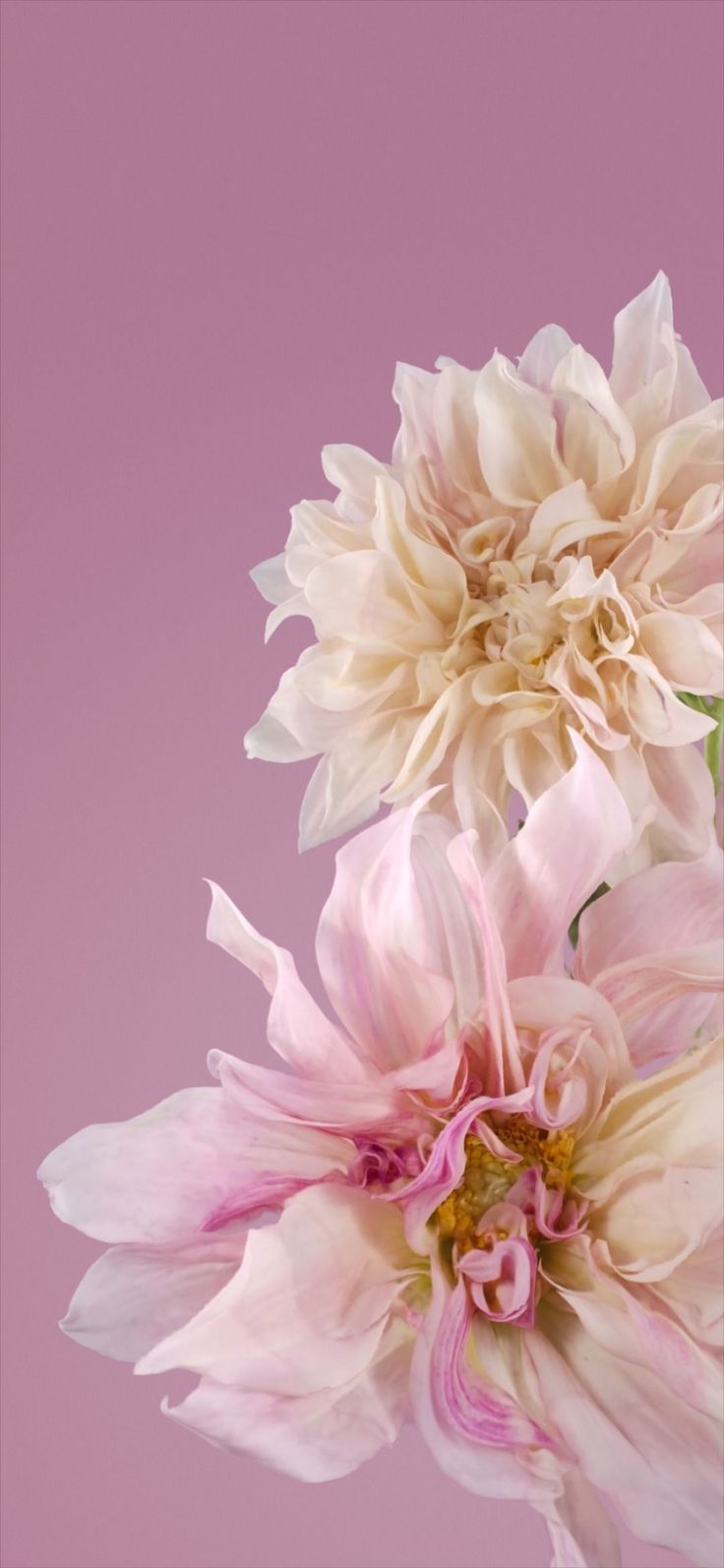 736x1594 New Google Pixel 7 Pro Wallpaper