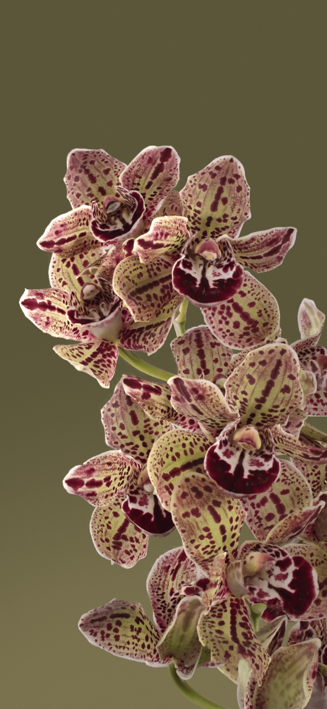 1080x2340 Wallpaper Pixel Bloom, Google Pixel Google Pixel 7 128gb, Google, SIM Card, Background Free Image