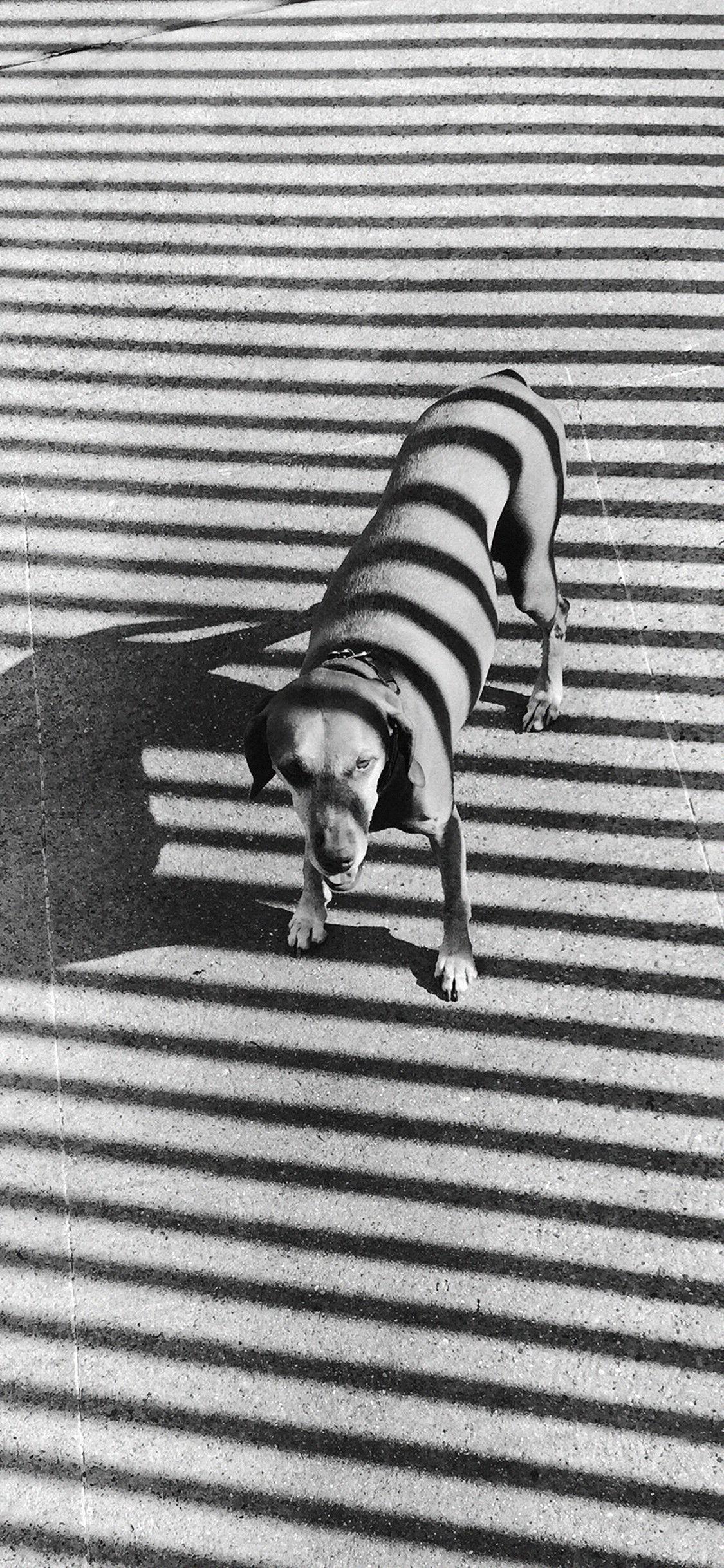 1125x2436 Dog dark photography art iPhone X Wallpaper Free Download